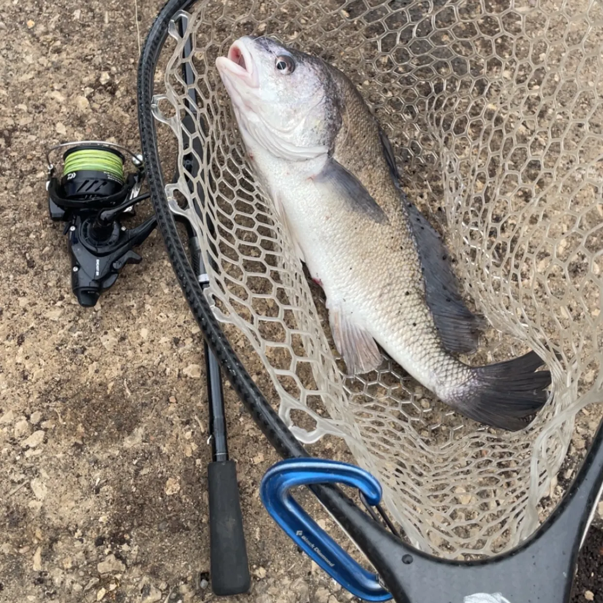 Freshwater drum caught on Fishbrain
