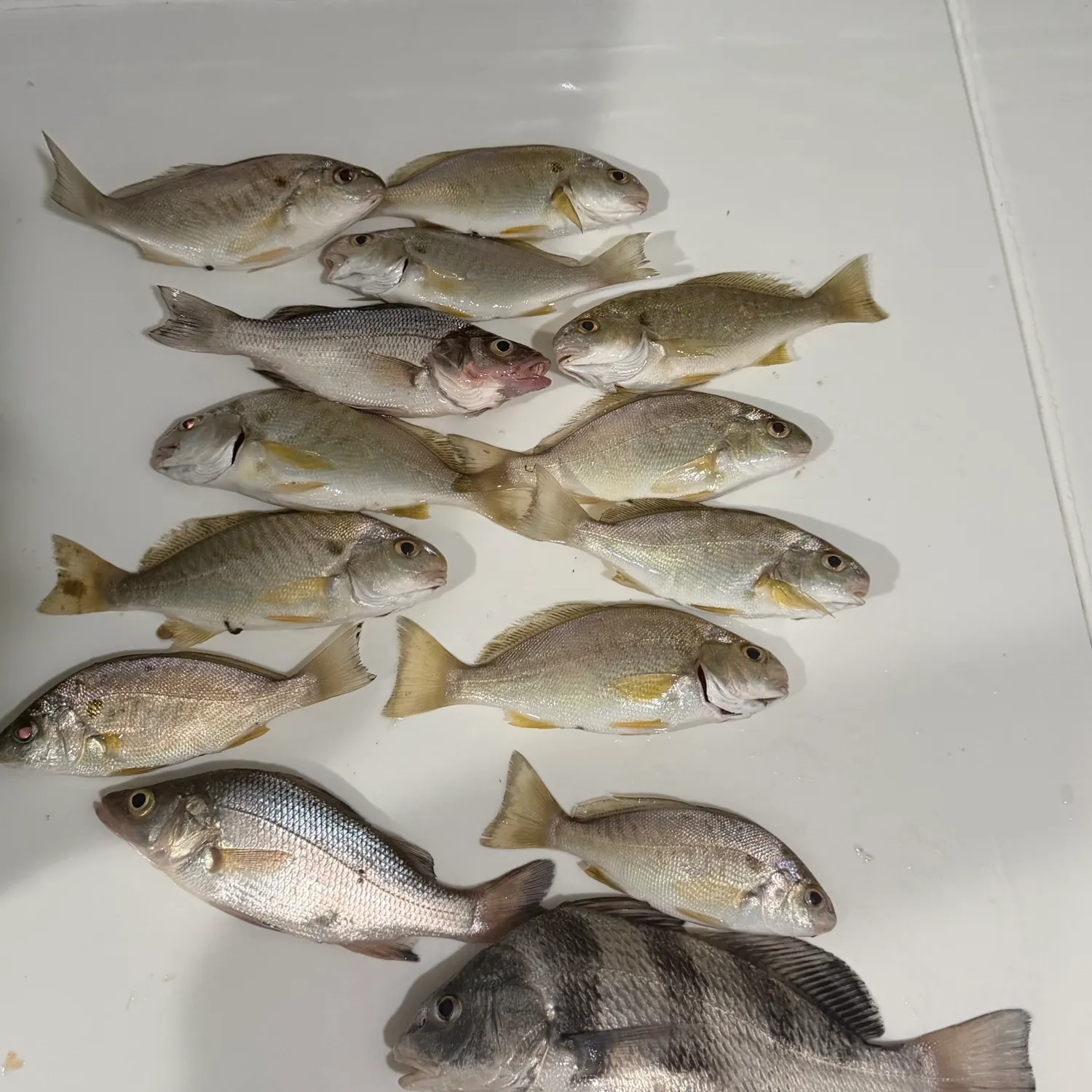 White perch caught on Fishbrain