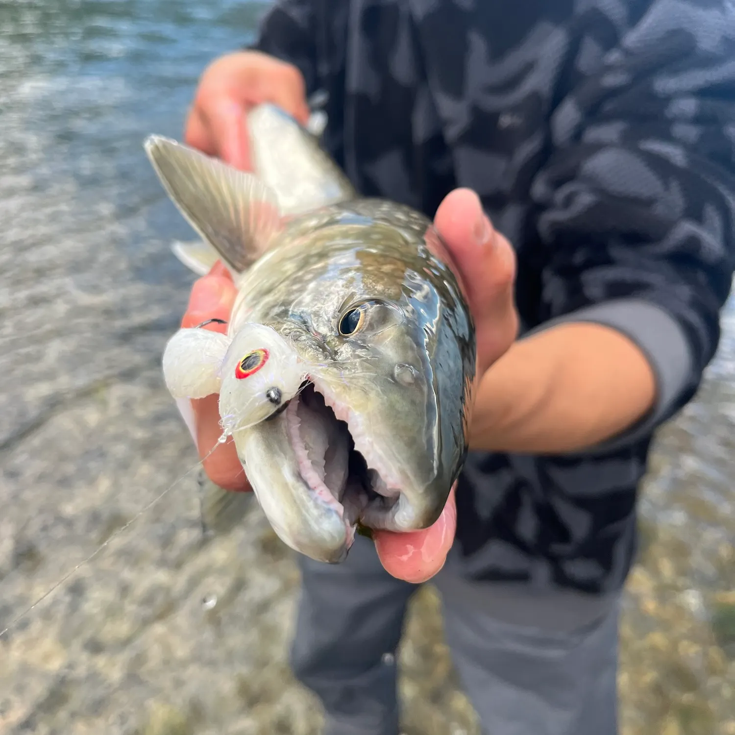 Bull trout caught on Fishbrain