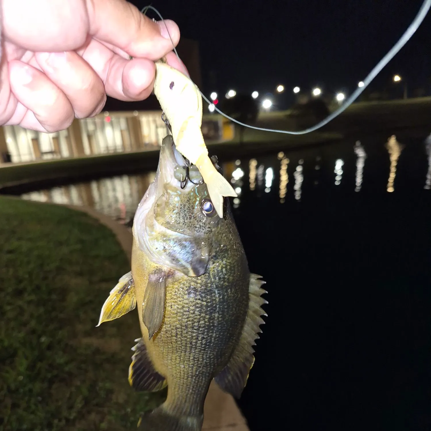 Green sunfish caught on Fishbrain