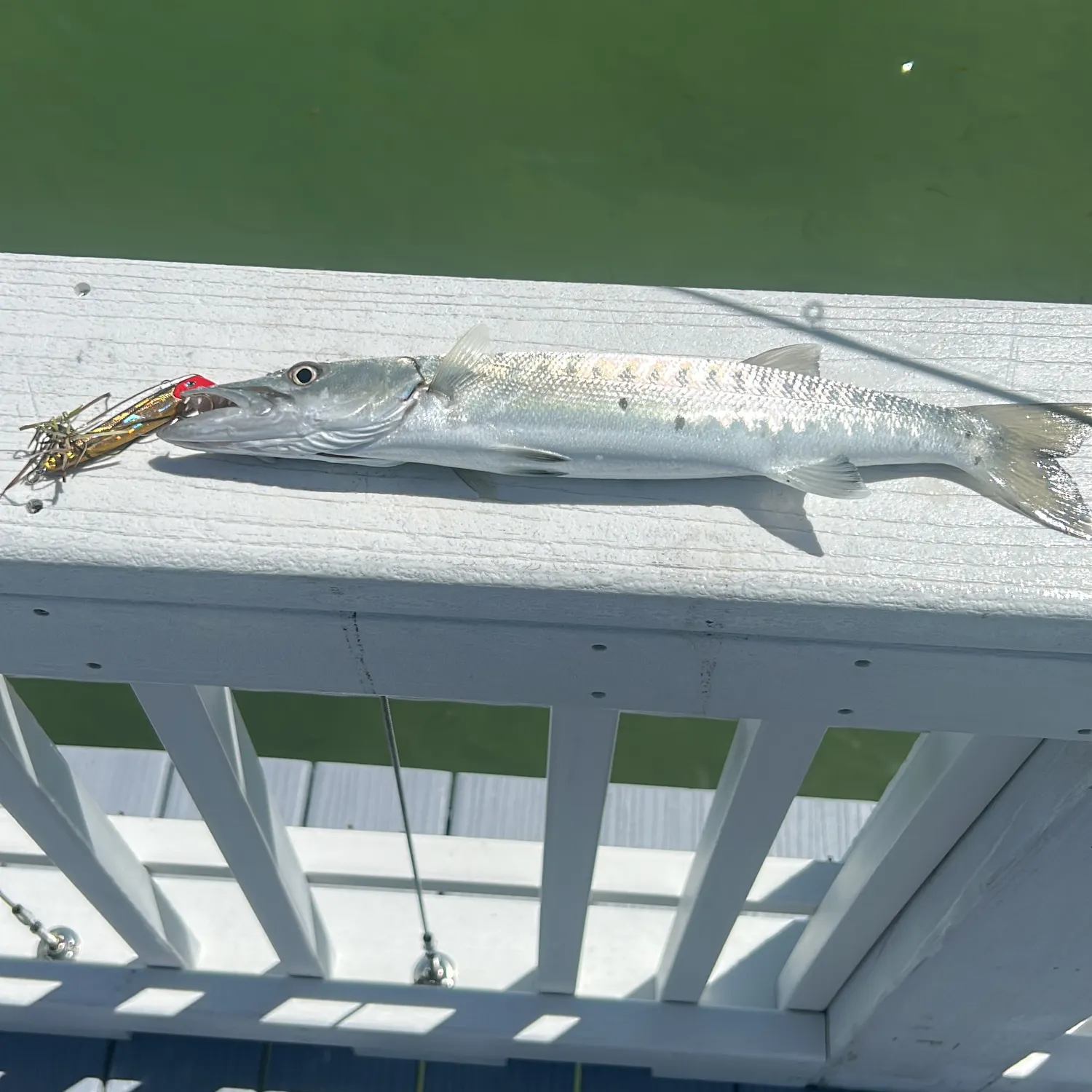 Great barracuda caught on Fishbrain