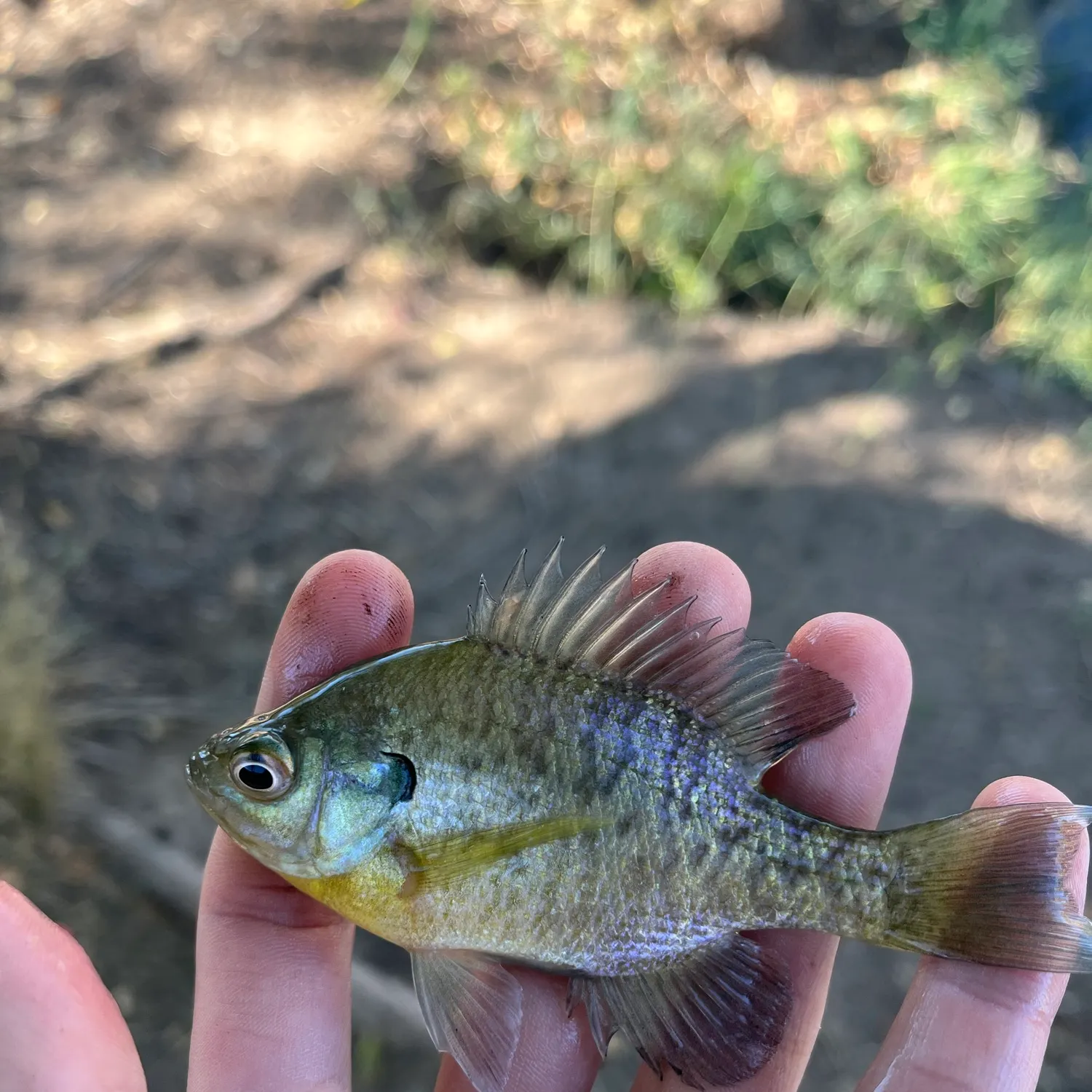 Bluegill caught on Fishbrain