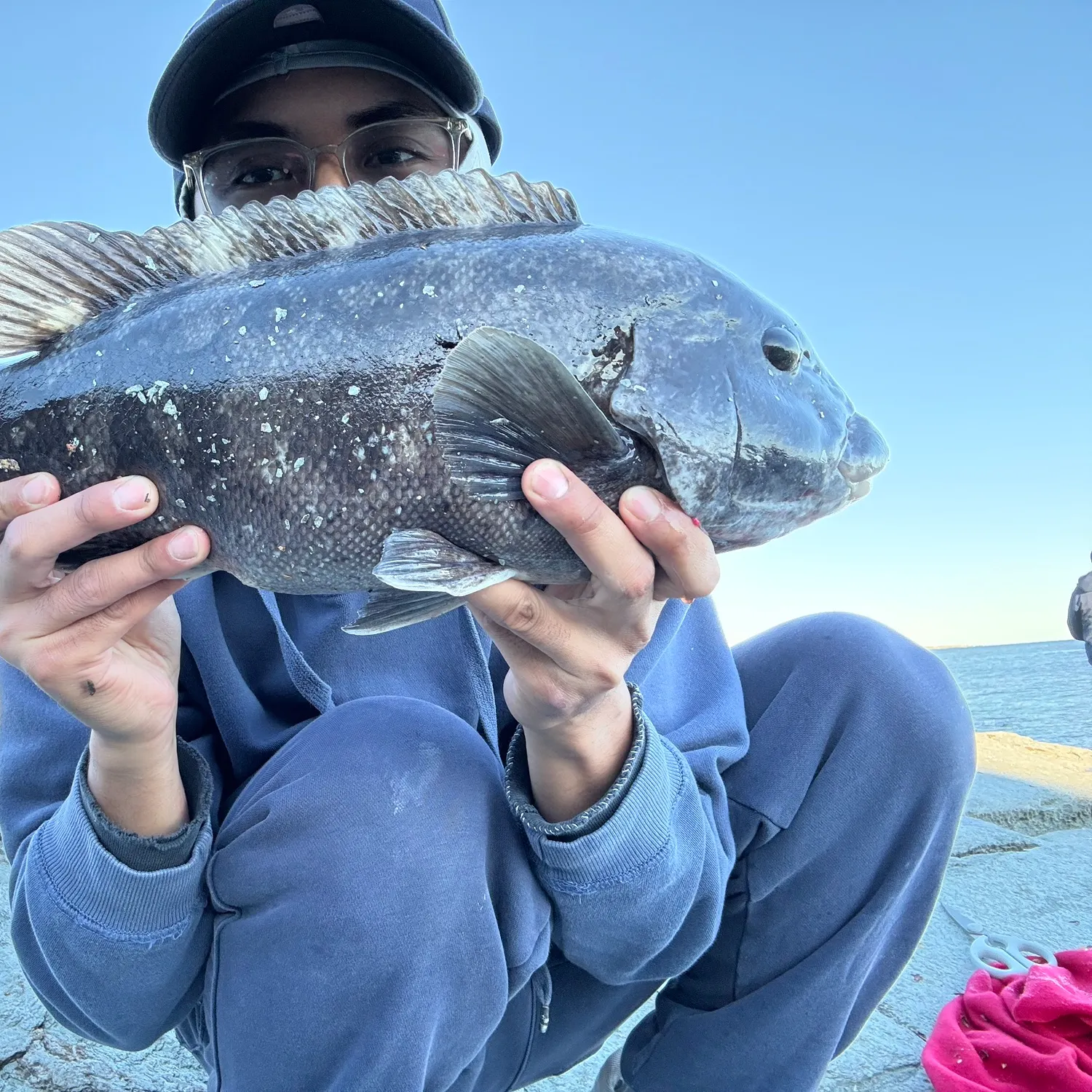 Tautog caught on Fishbrain