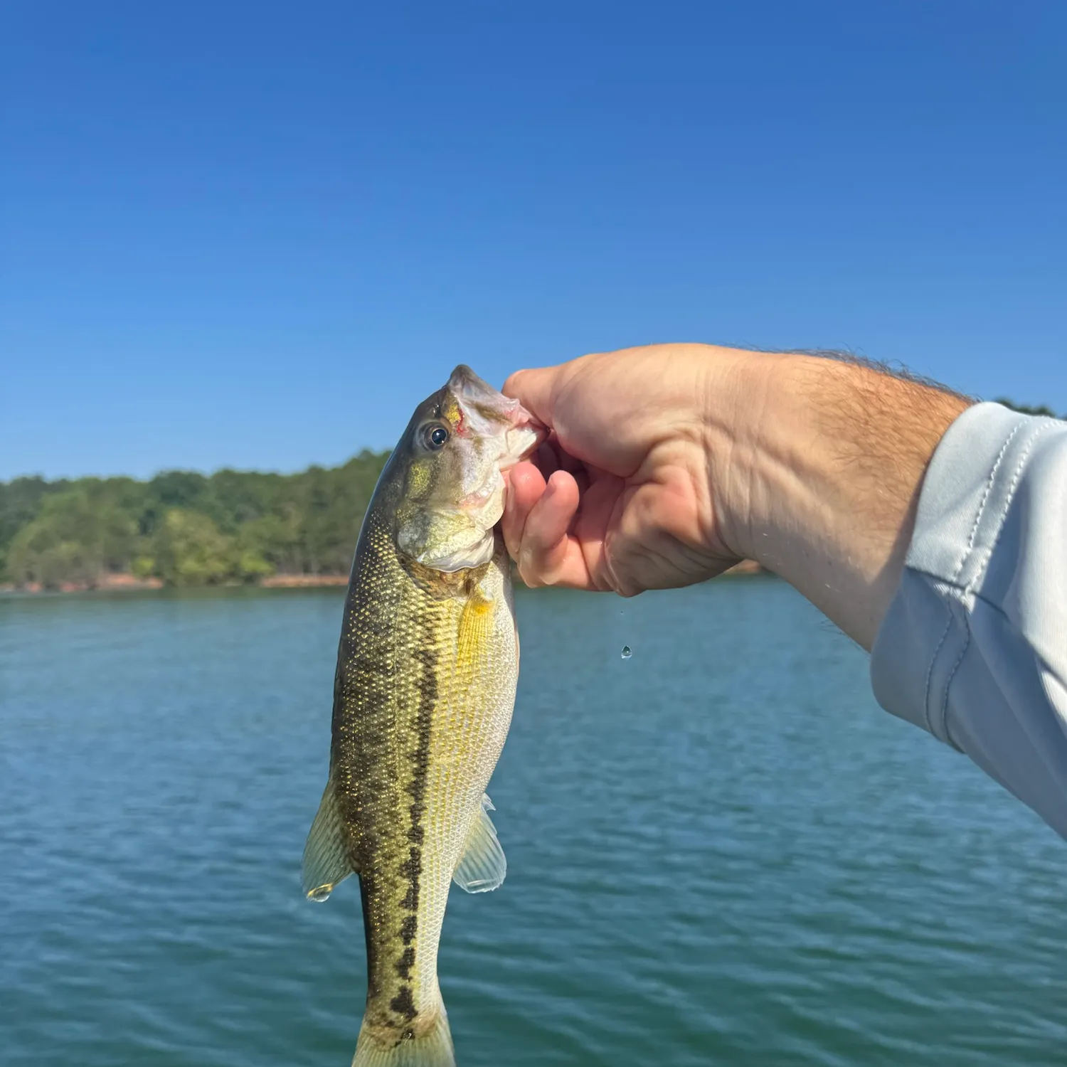 Spotted bass caught on Fishbrain