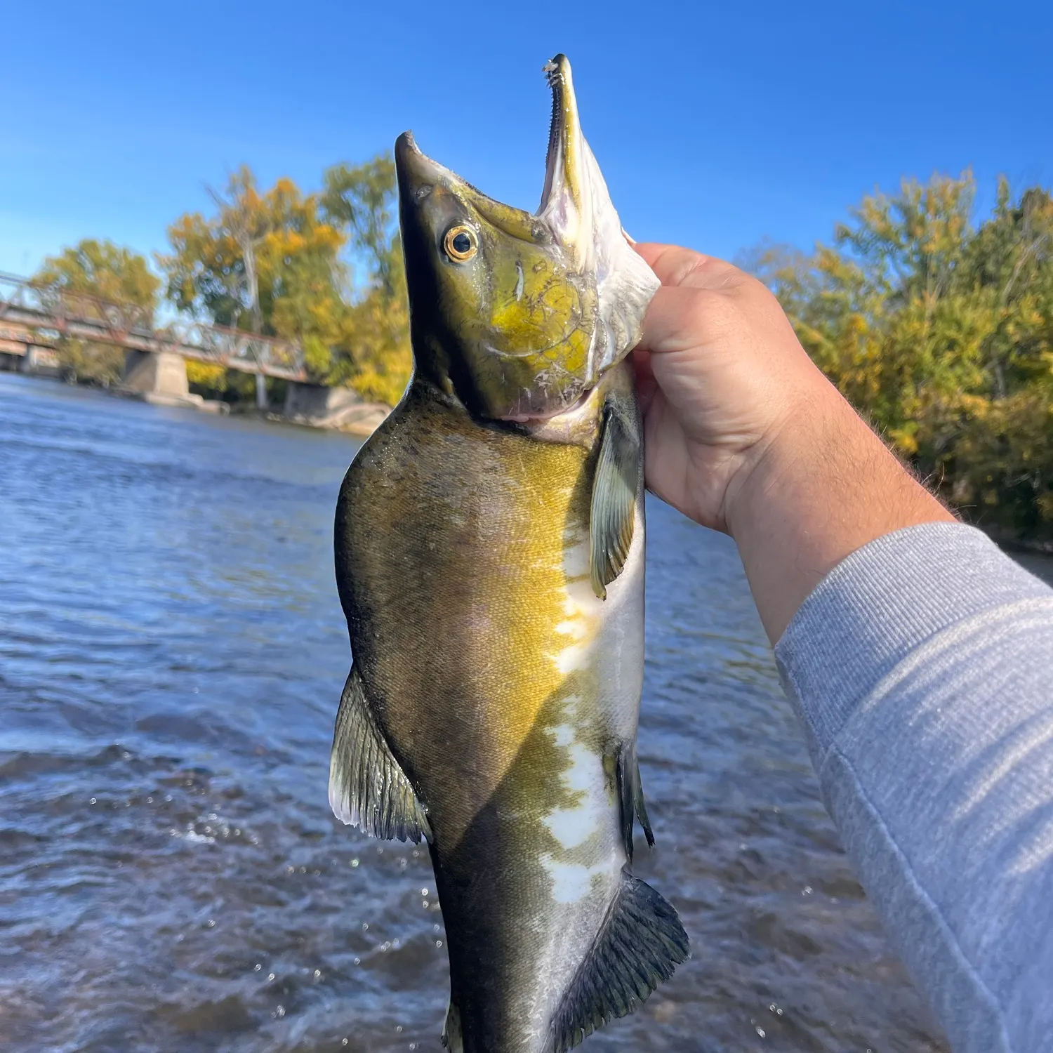 Pink salmon caught on Fishbrain