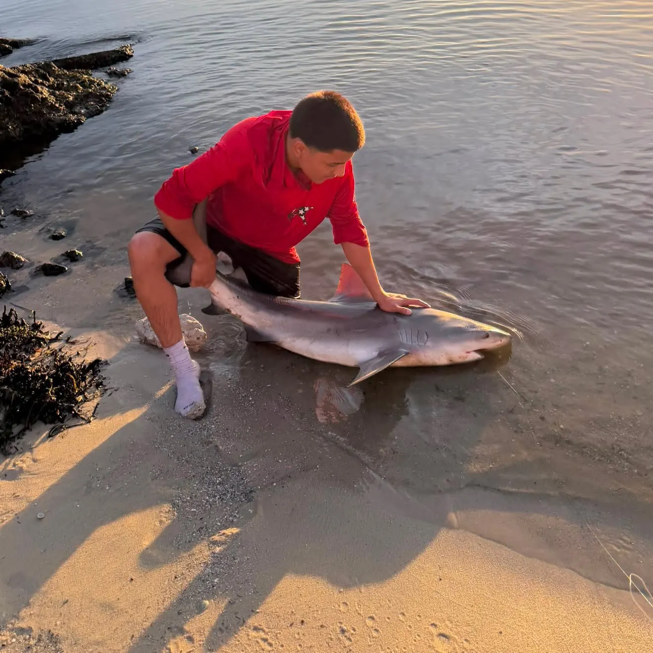 The most recent Bull shark catches on Fishbrain