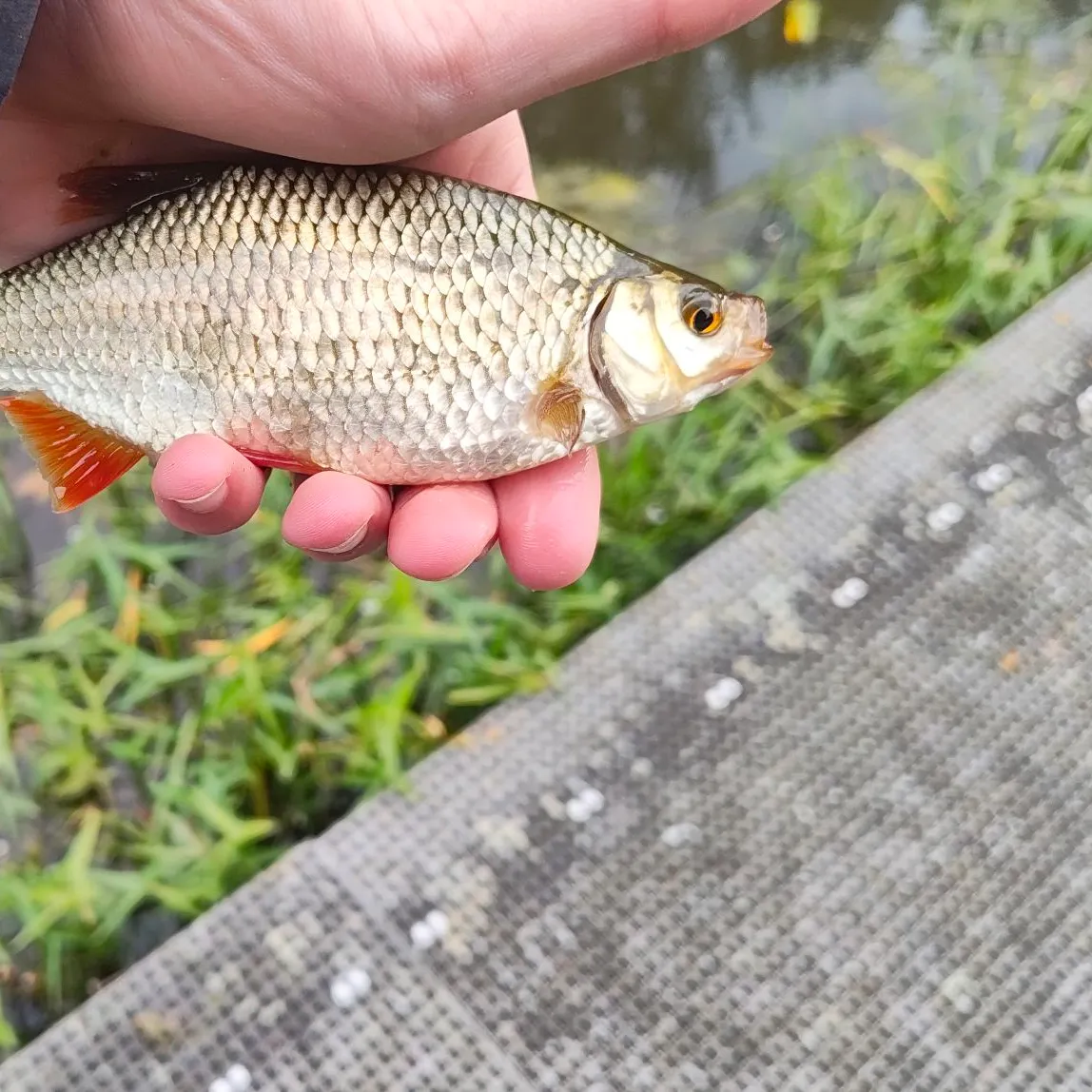 Common rudd caught on Fishbrain