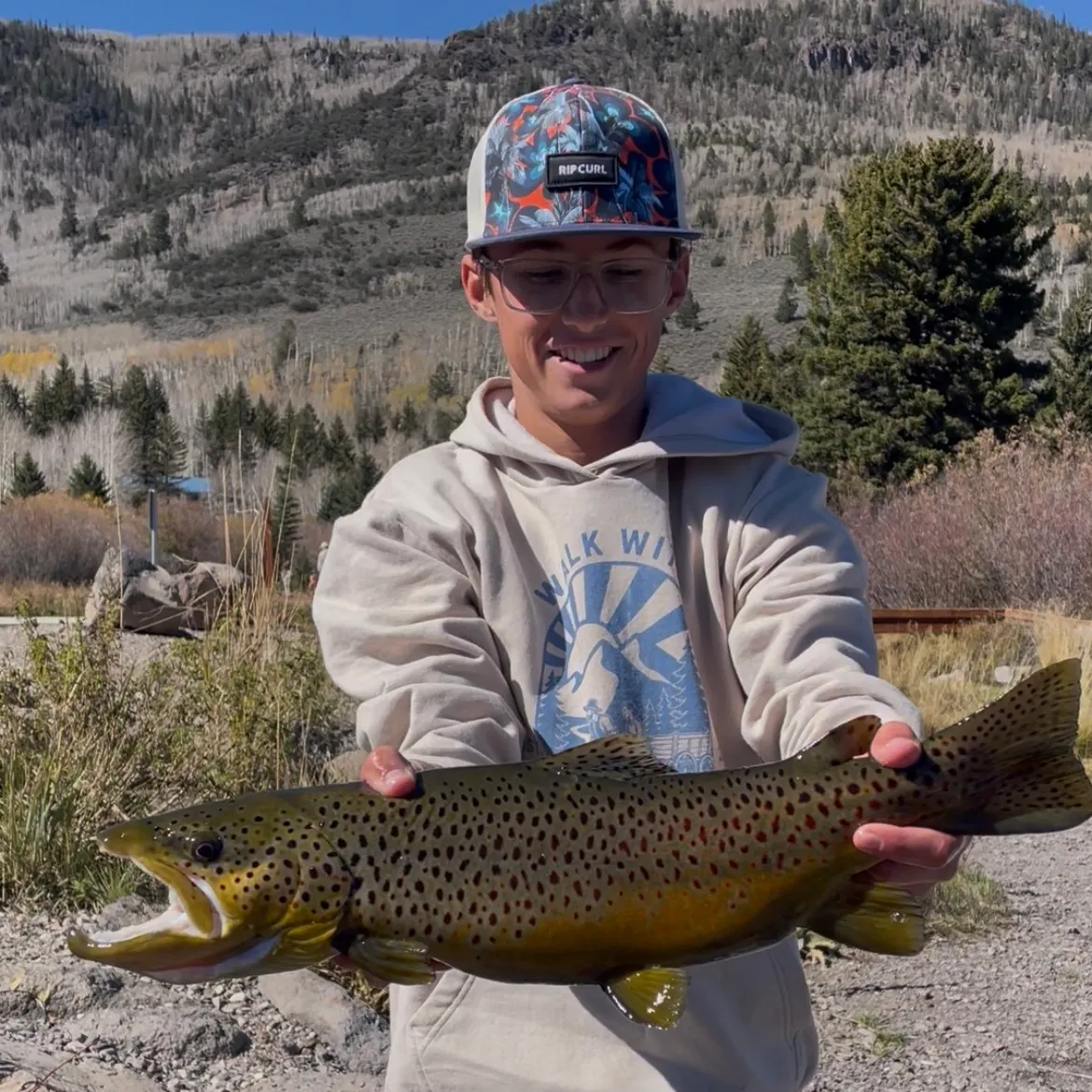 Brown trout caught on Fishbrain