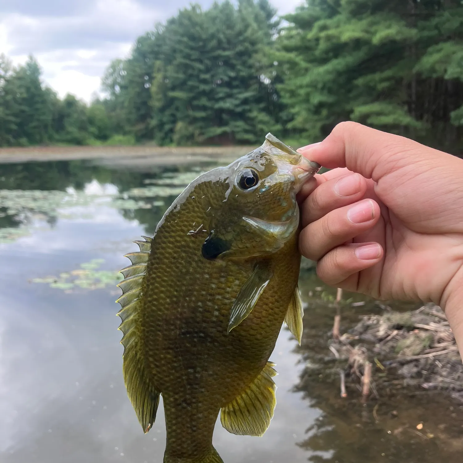 Greengill hybrid caught on Fishbrain