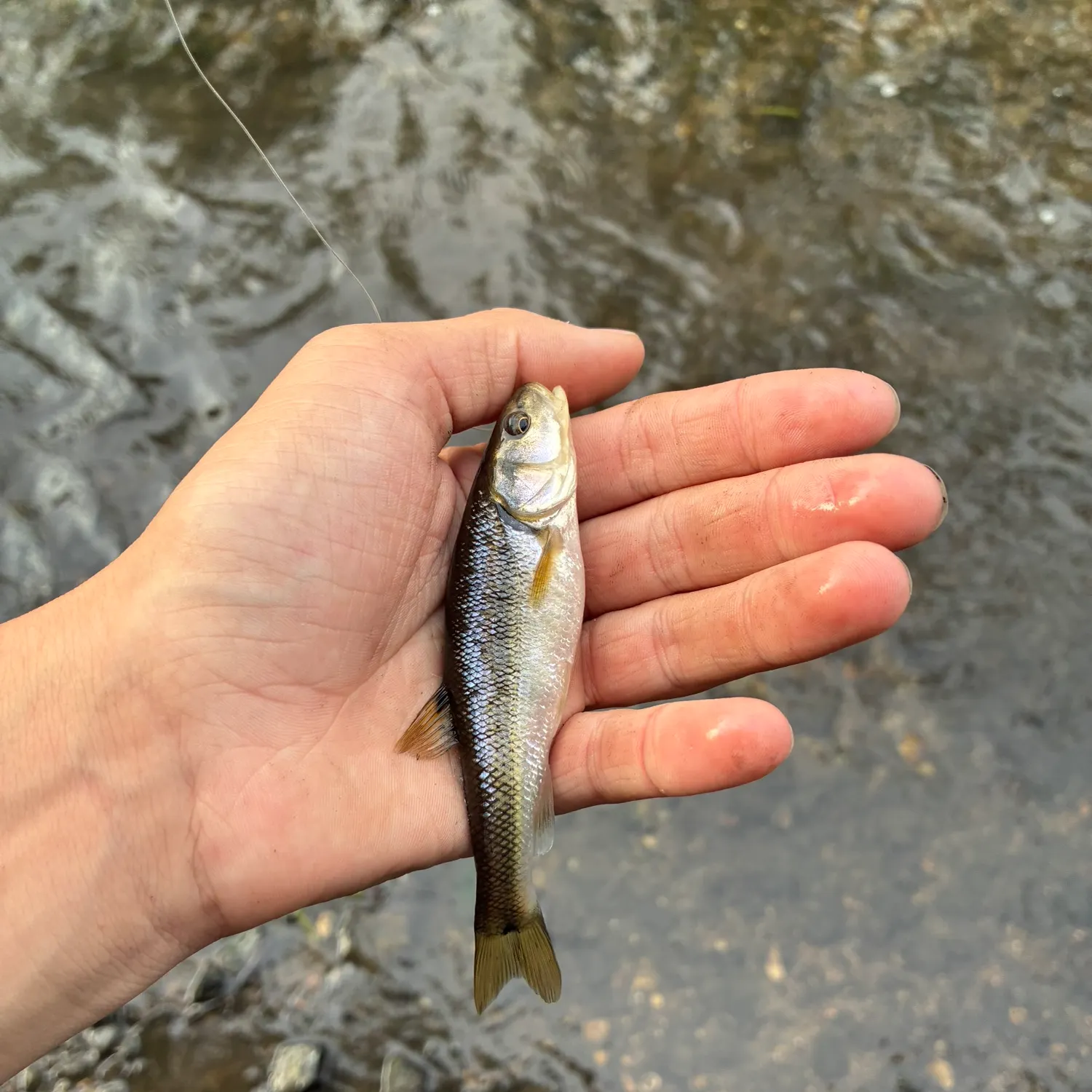 Creek chub caught on Fishbrain