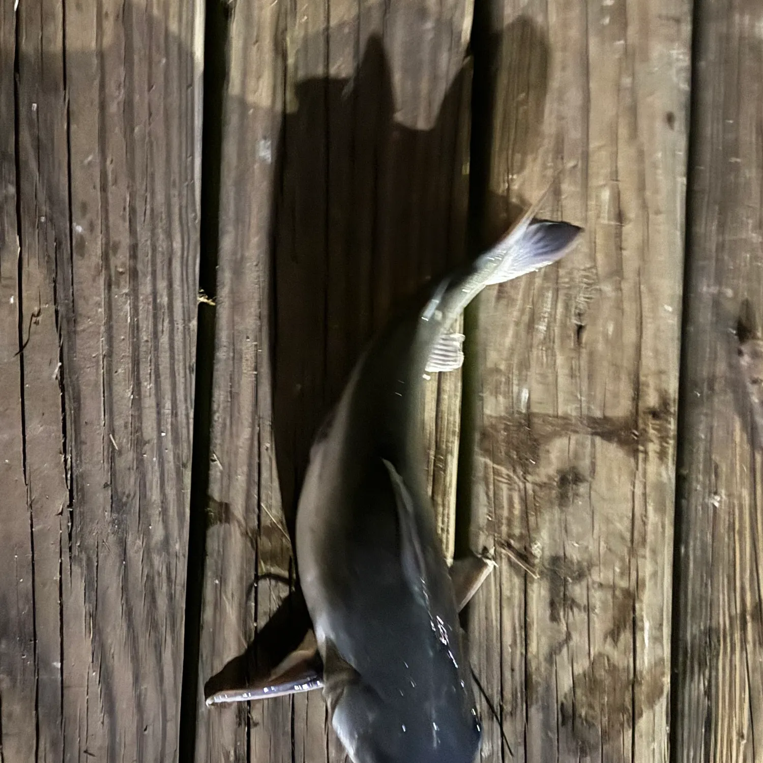 The most recent Channel catfish catches on Fishbrain