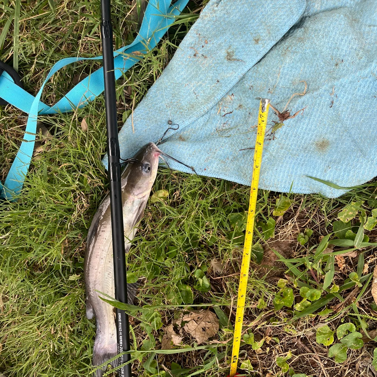 Channel catfish caught on Fishbrain