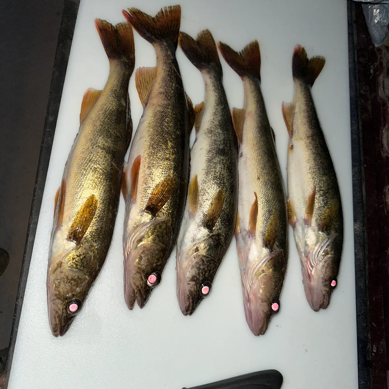 recently logged catches