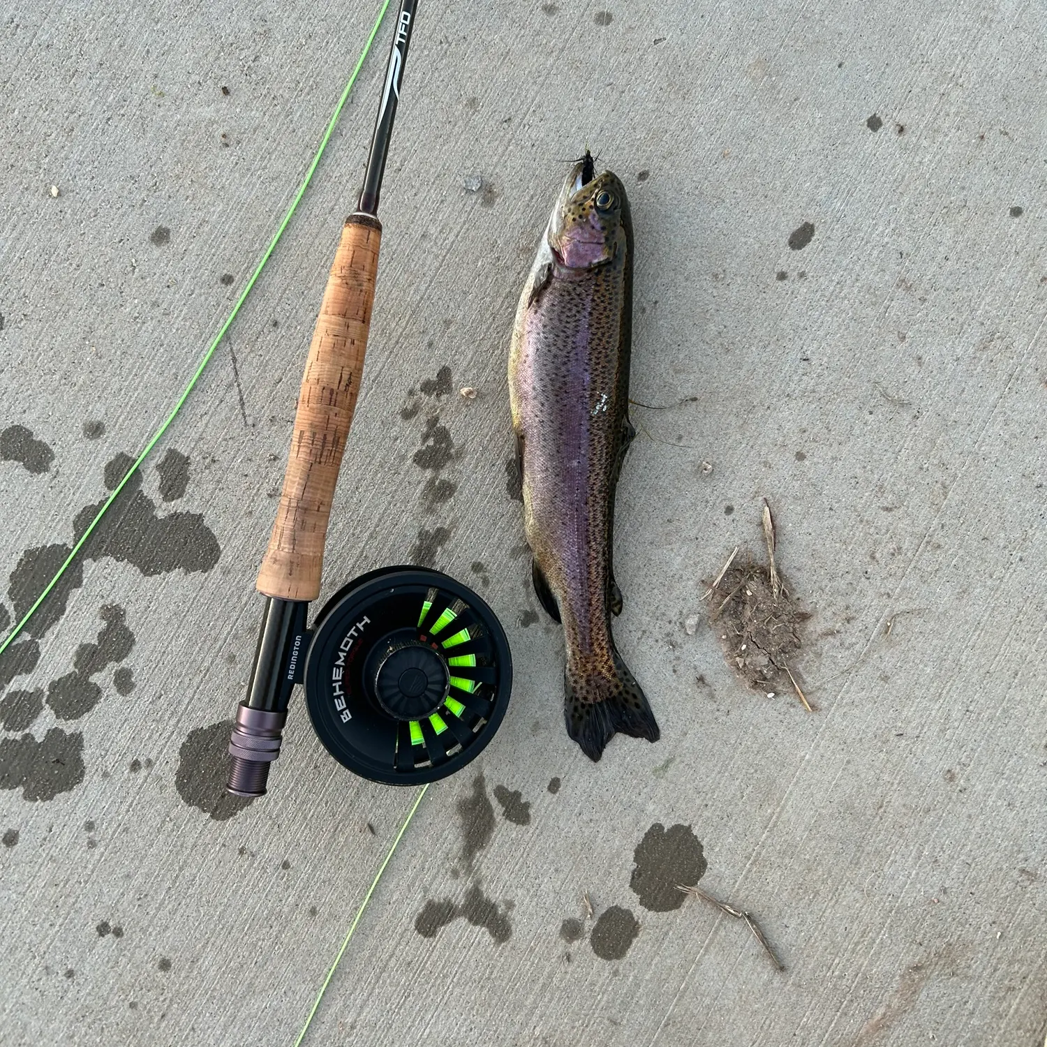 Rainbow trout caught on Fishbrain