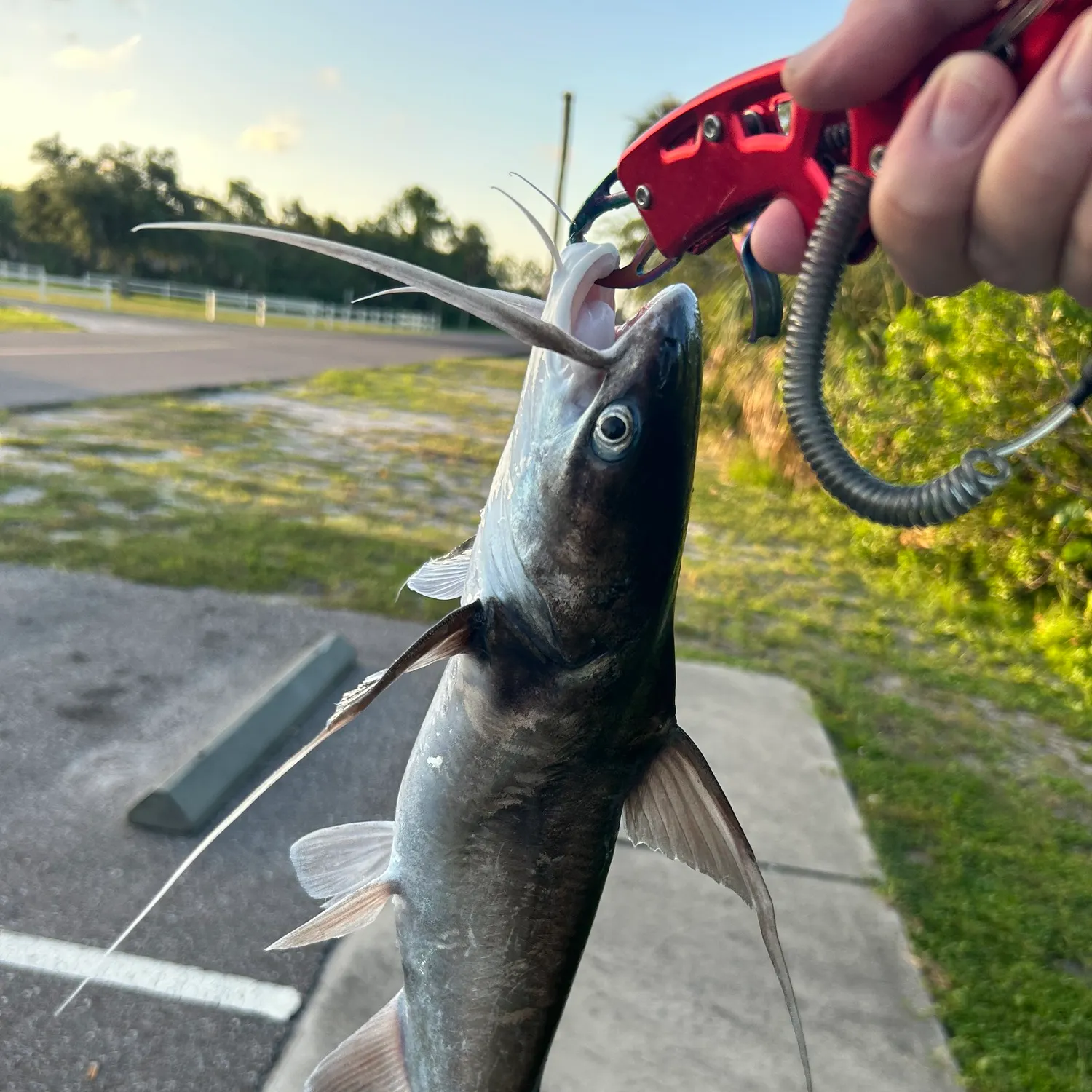 catch