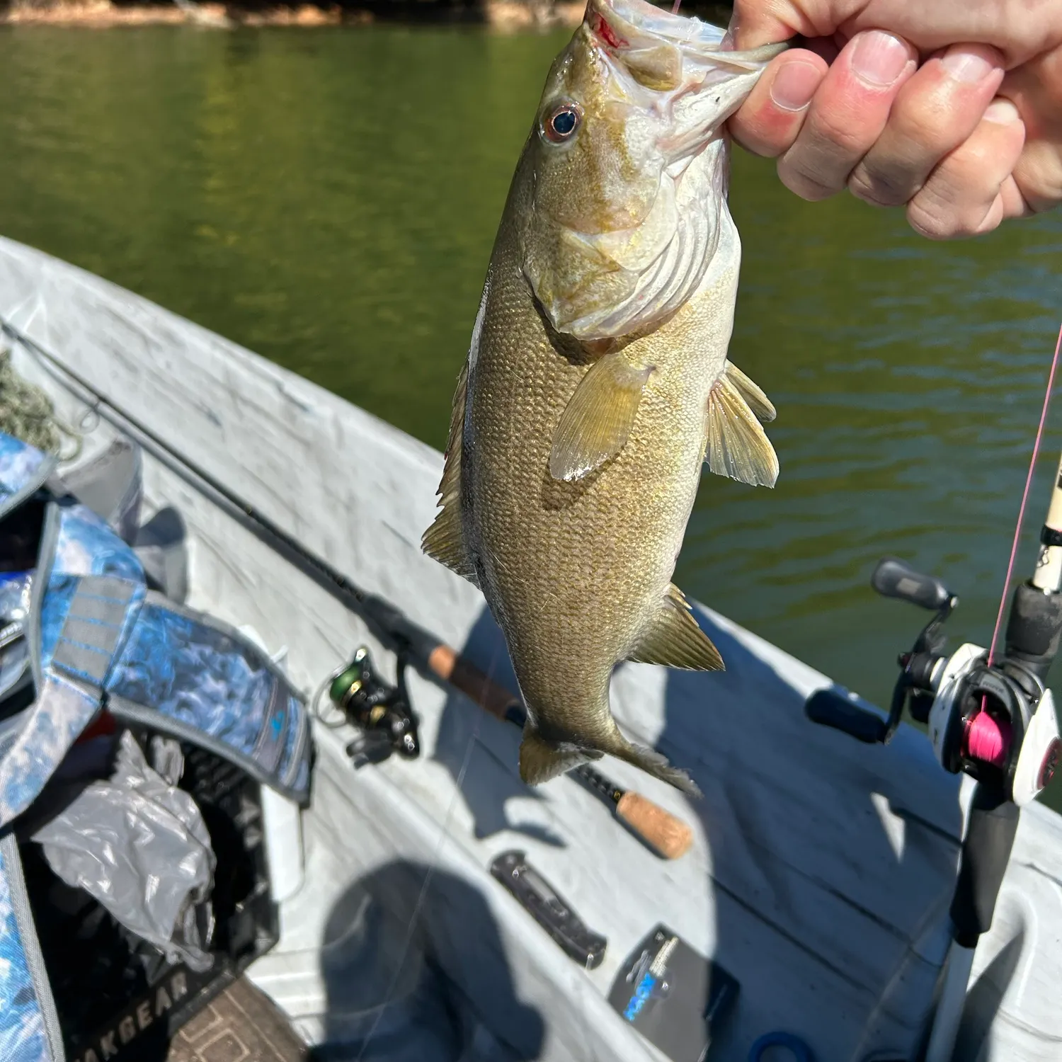 Smallmouth bass caught on Fishbrain