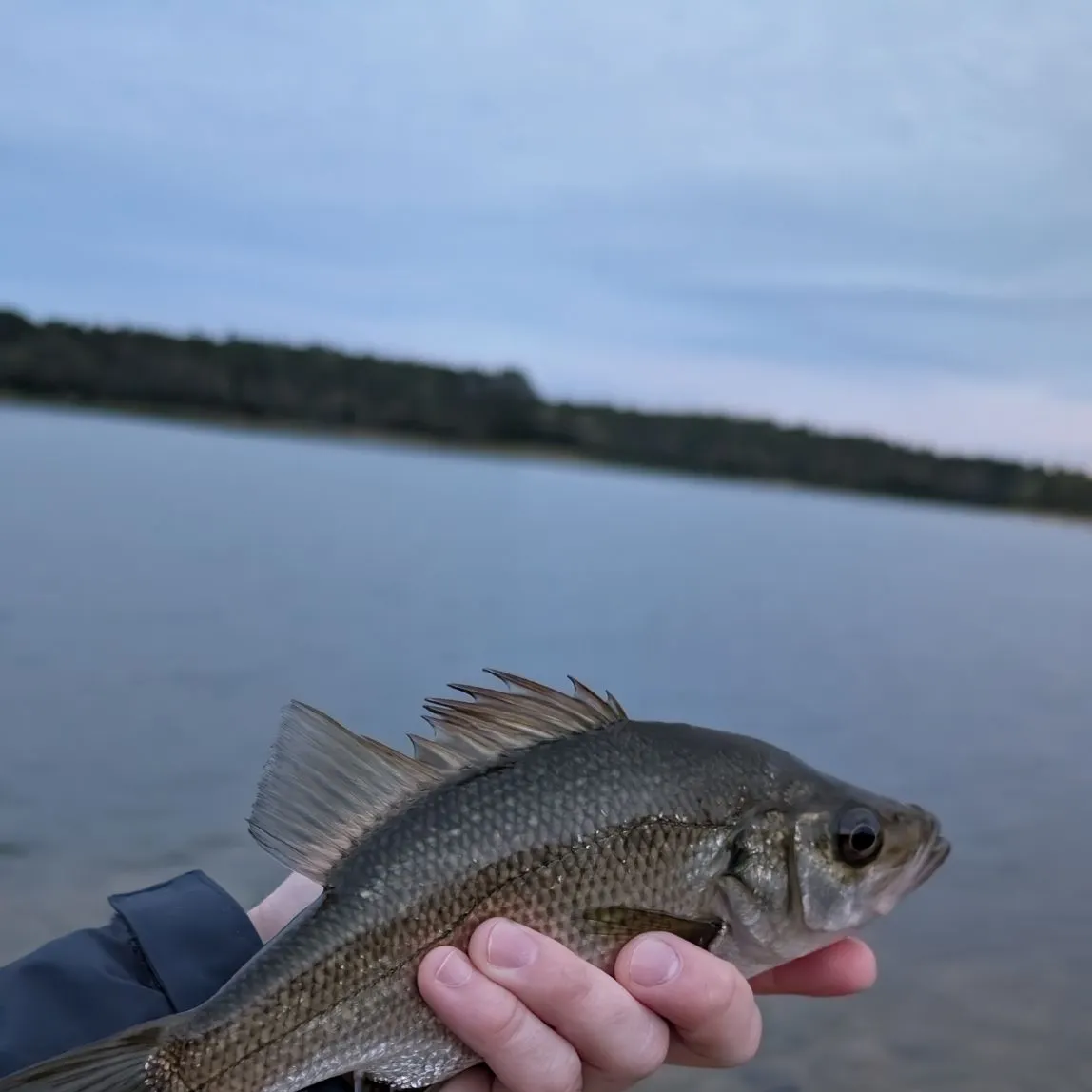 The most recent Estuary perch catches on Fishbrain