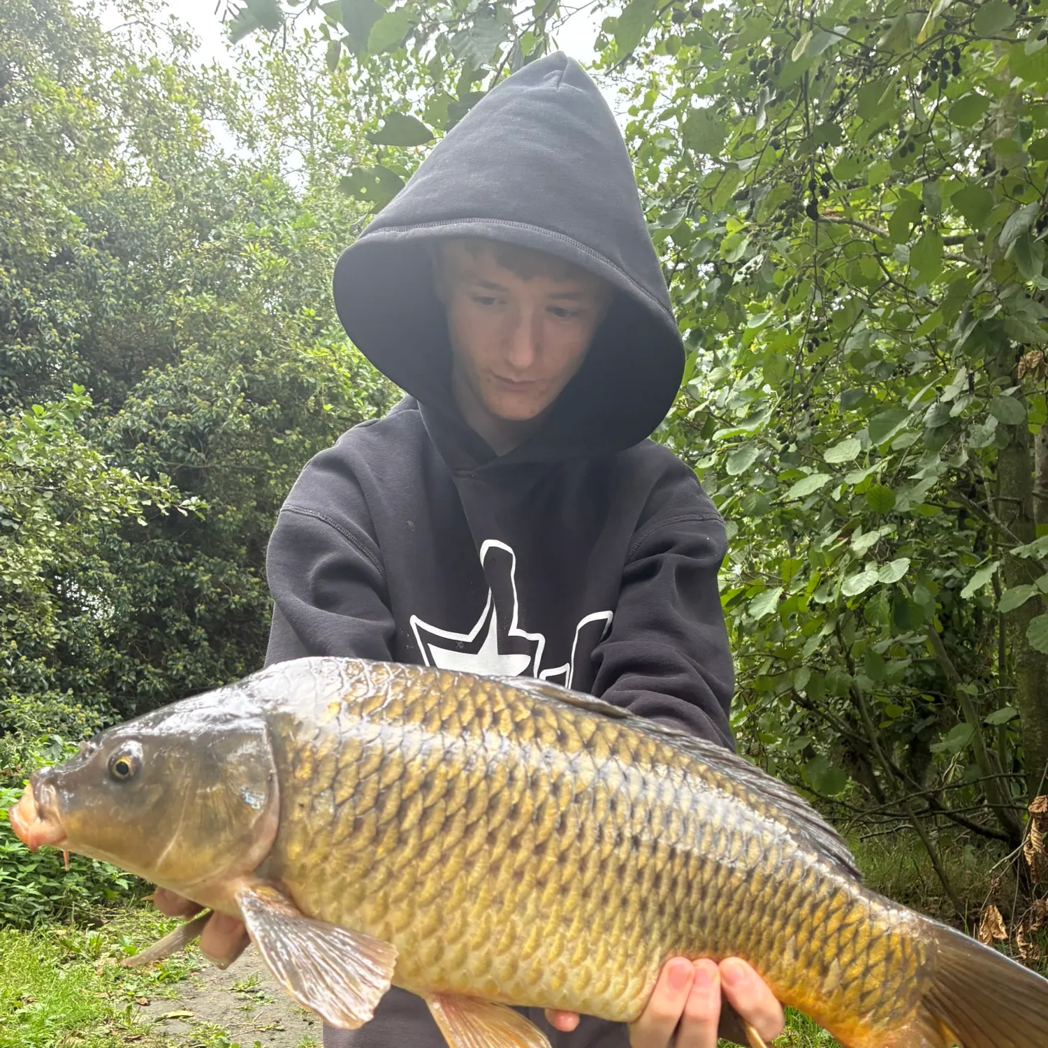Common carp caught on Fishbrain