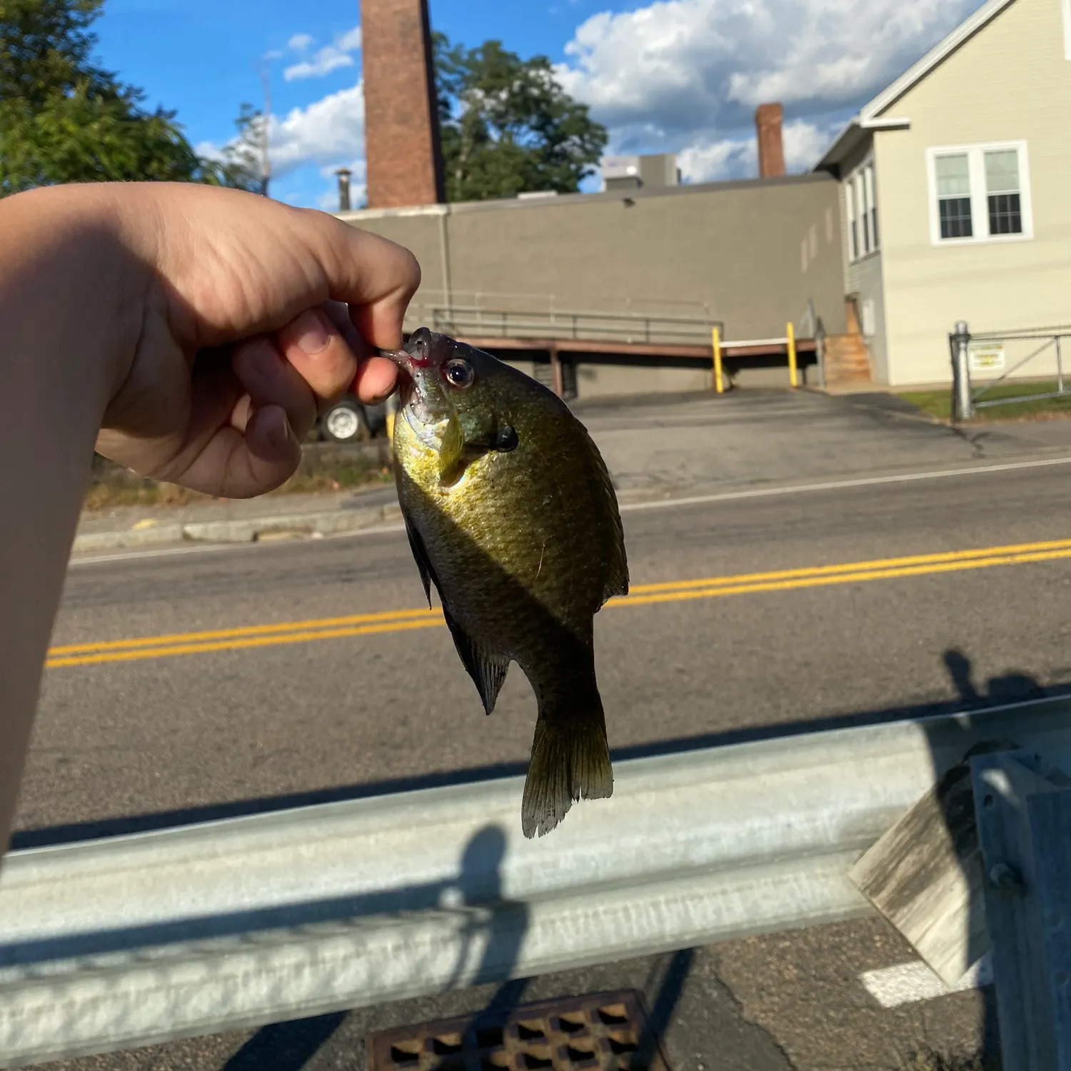 Bluegill caught on Fishbrain