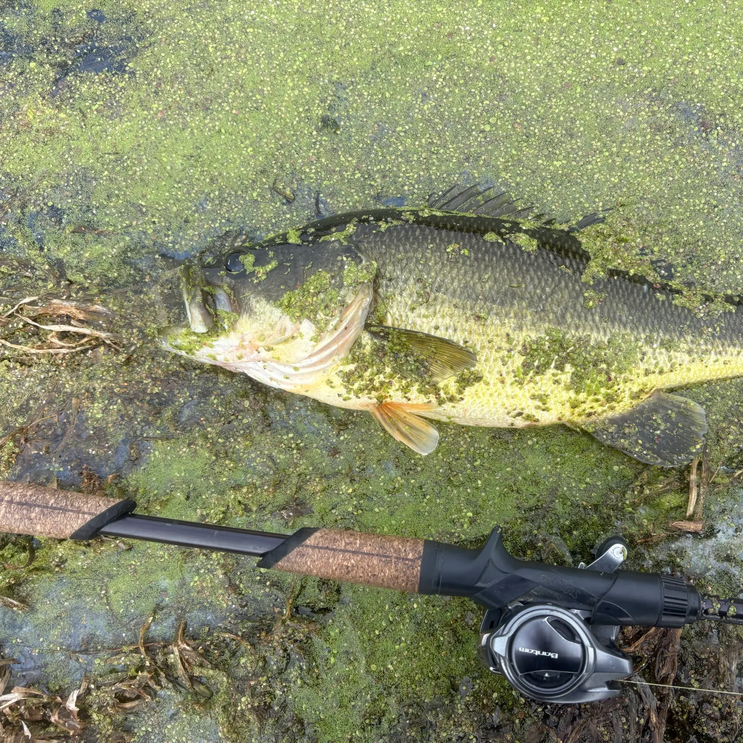 Largemouth bass caught on Fishbrain