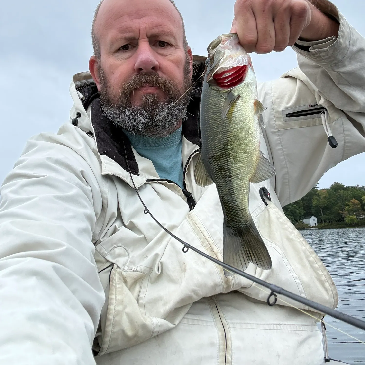 Largemouth bass caught on Fishbrain