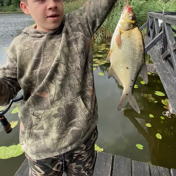 The most recent Common bream catches on Fishbrain