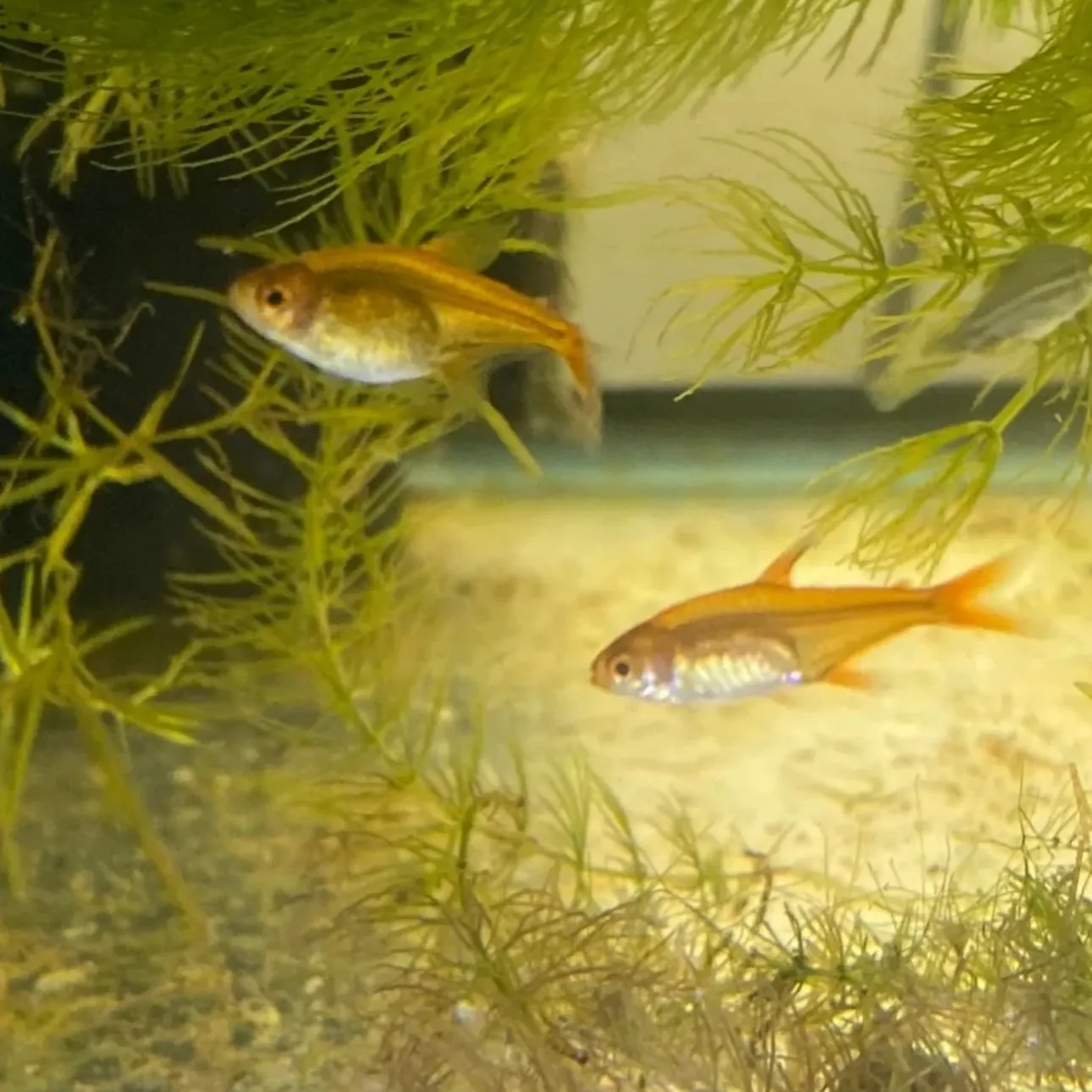 The most recent Redeye tetra catches on Fishbrain