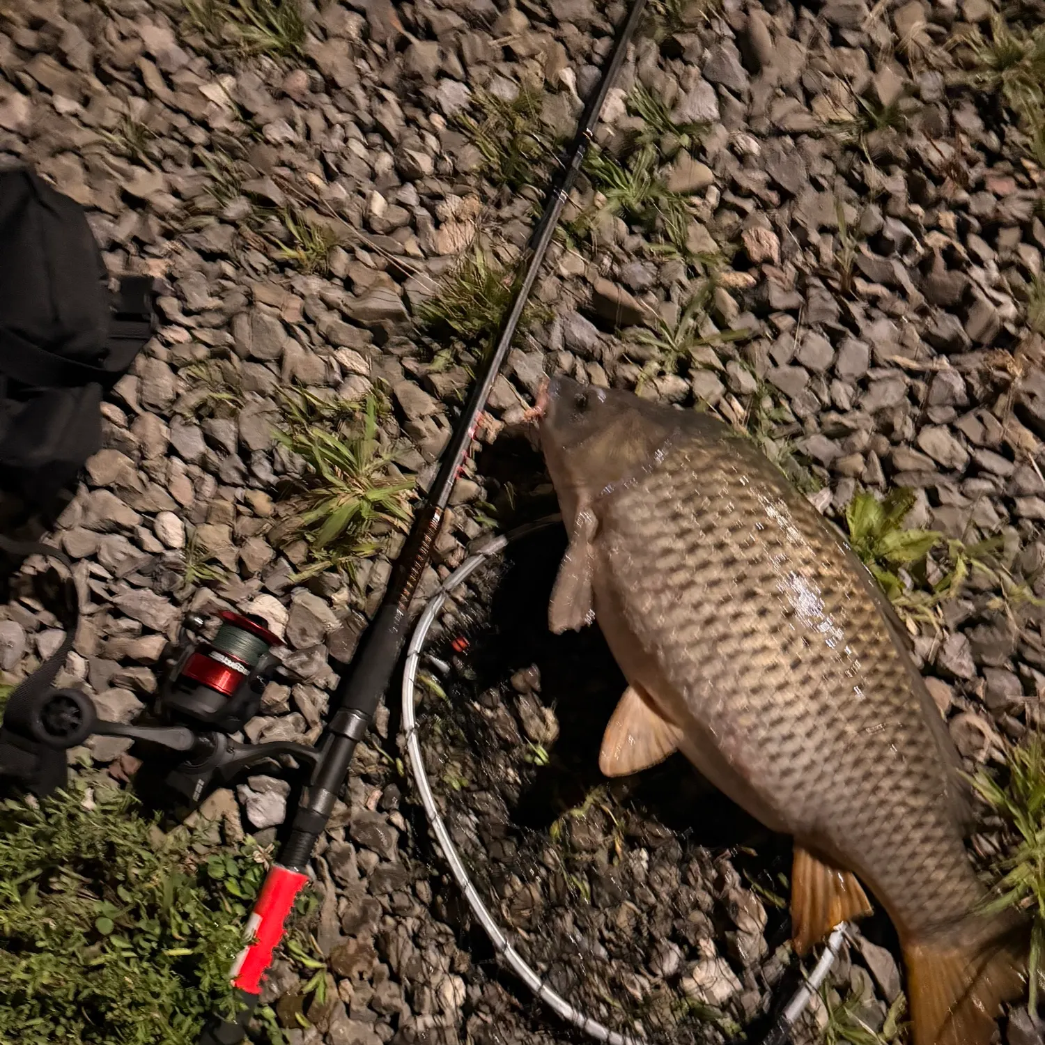 Common carp caught on Fishbrain