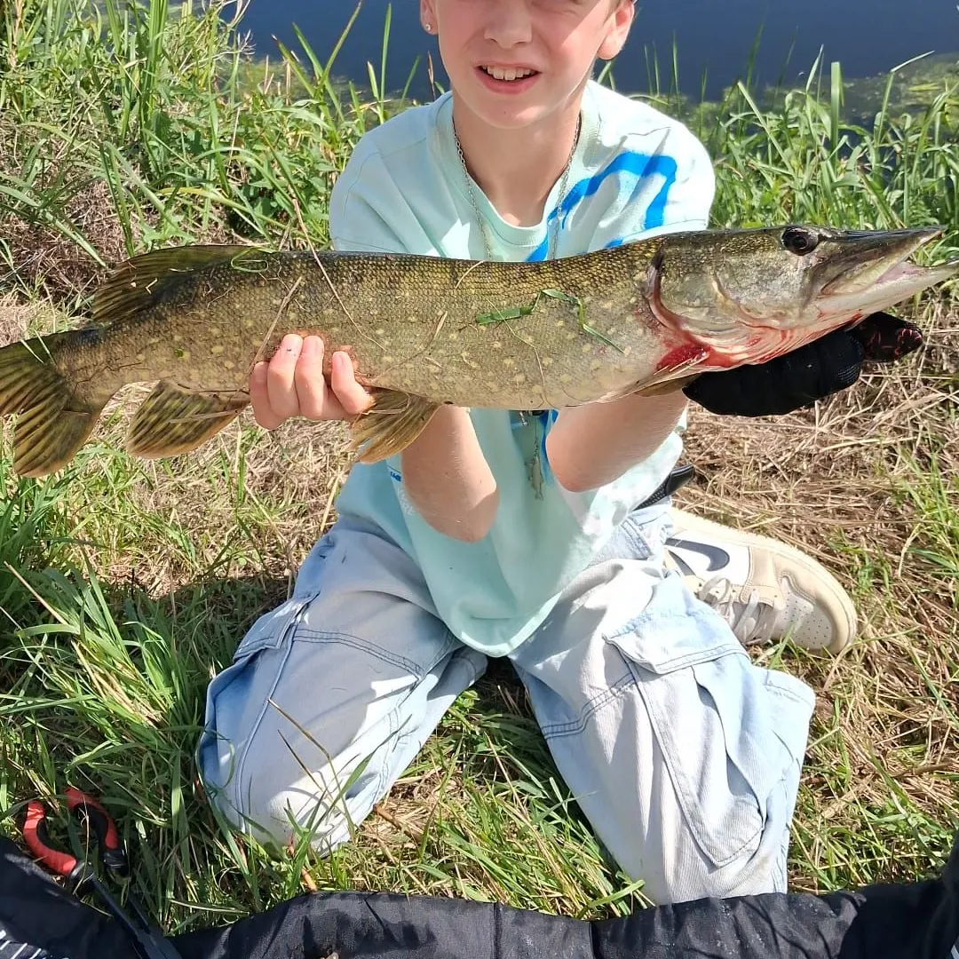 Northern pike caught on Fishbrain