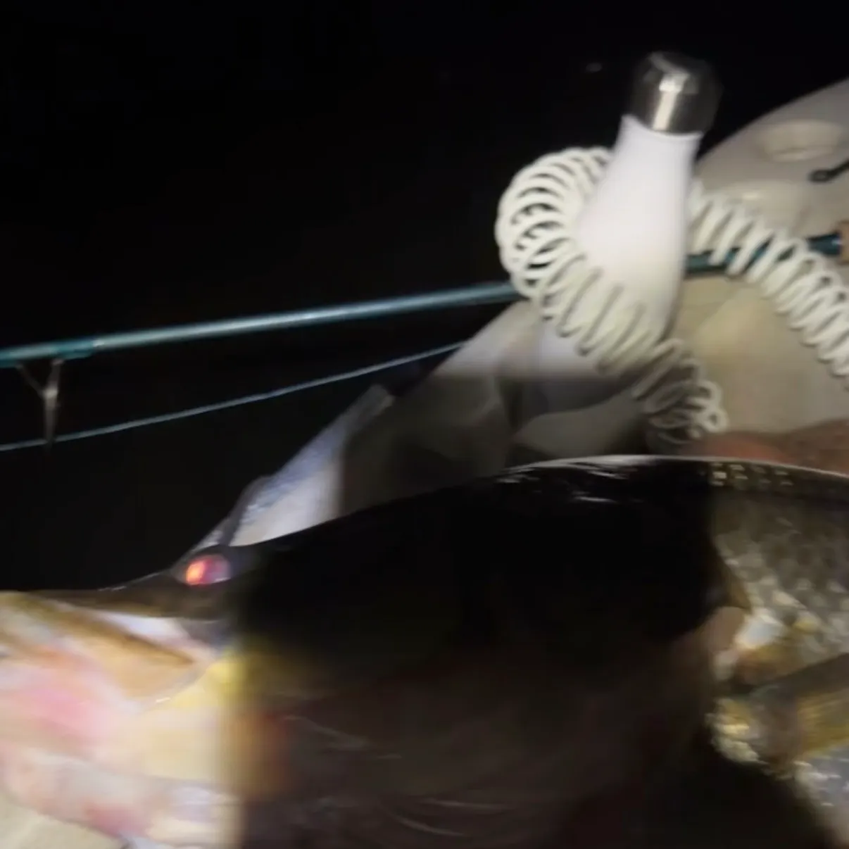 Common snook caught on Fishbrain