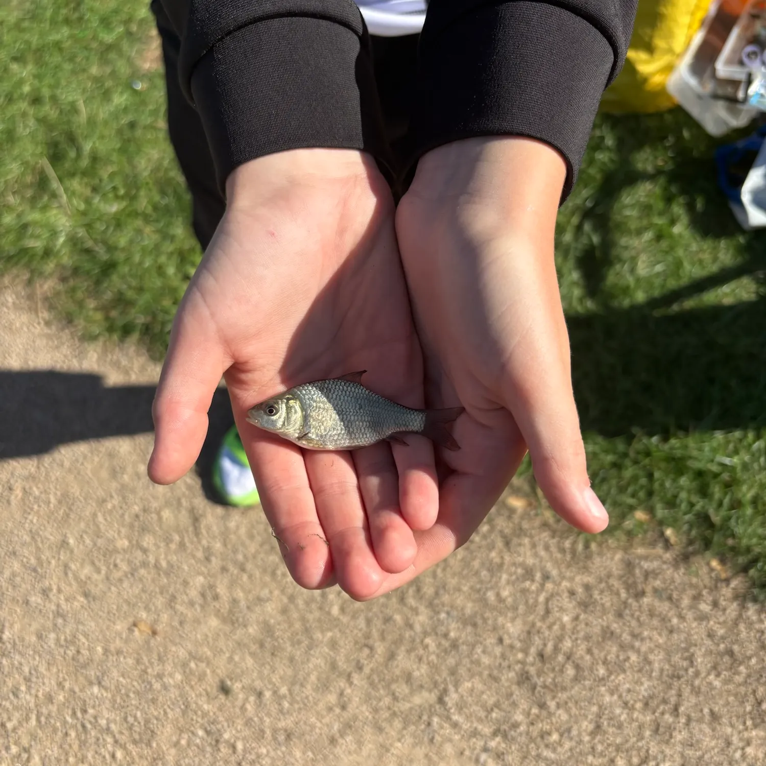 Common carp caught on Fishbrain