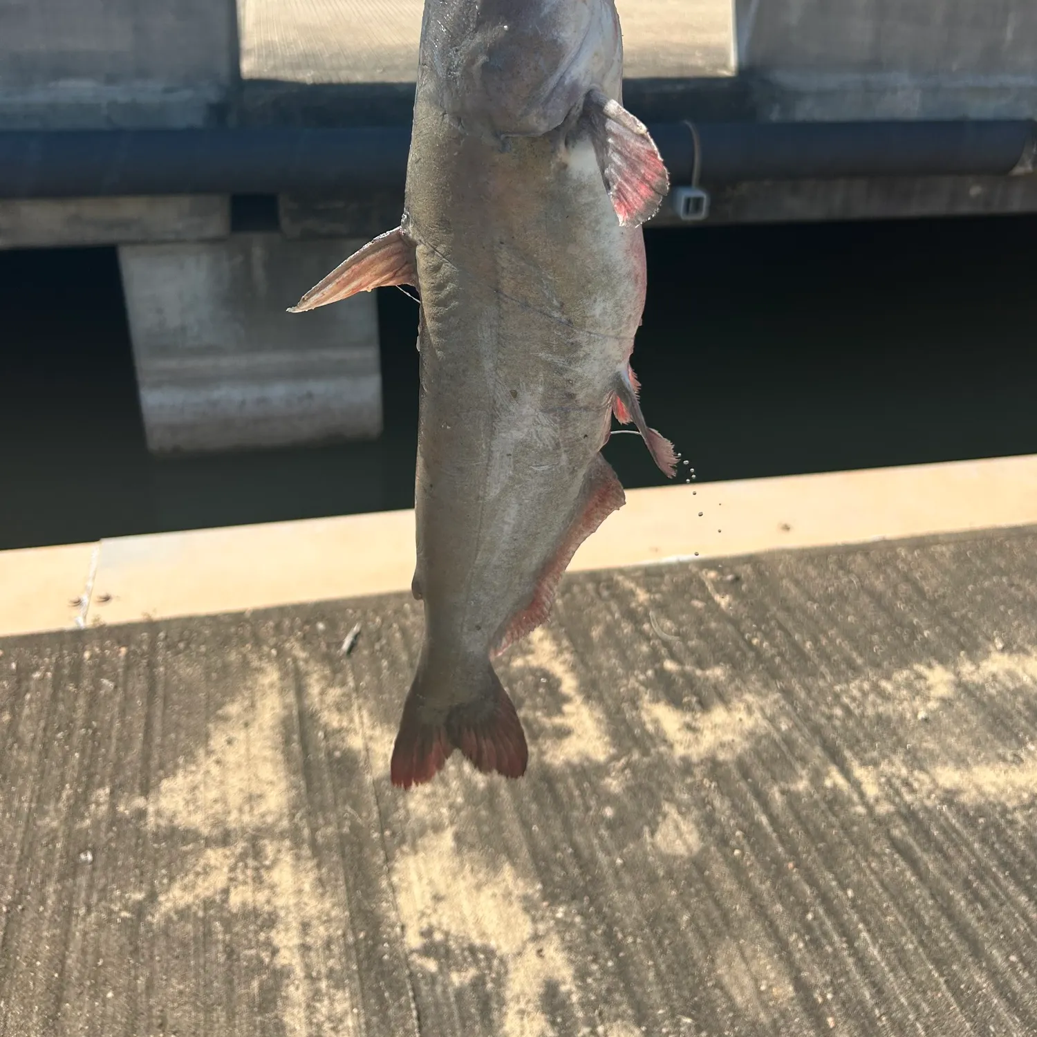 Blue catfish caught on Fishbrain