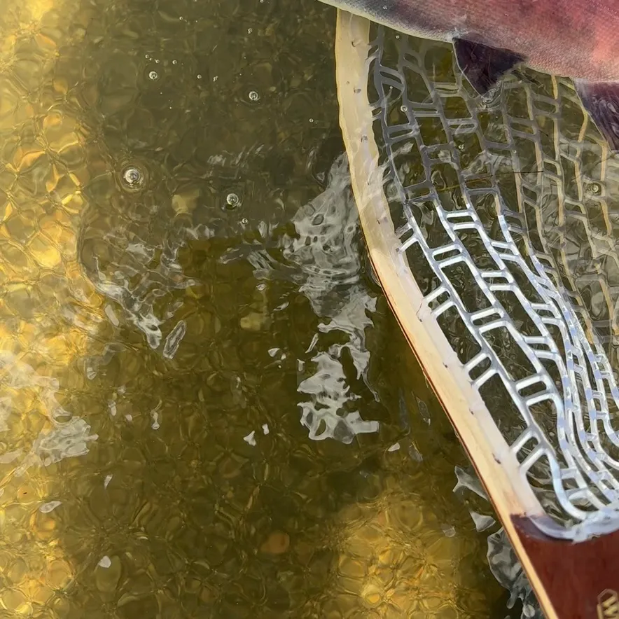 Kokanee salmon caught on Fishbrain