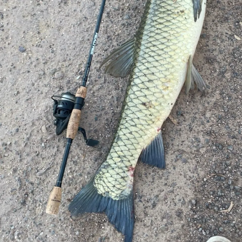The most recent Grass carp catches on Fishbrain