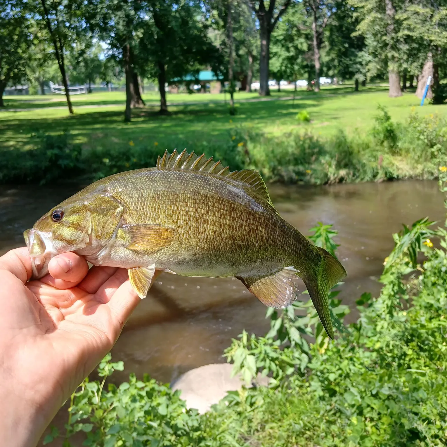 The most recent Meanmouth bass catches on Fishbrain