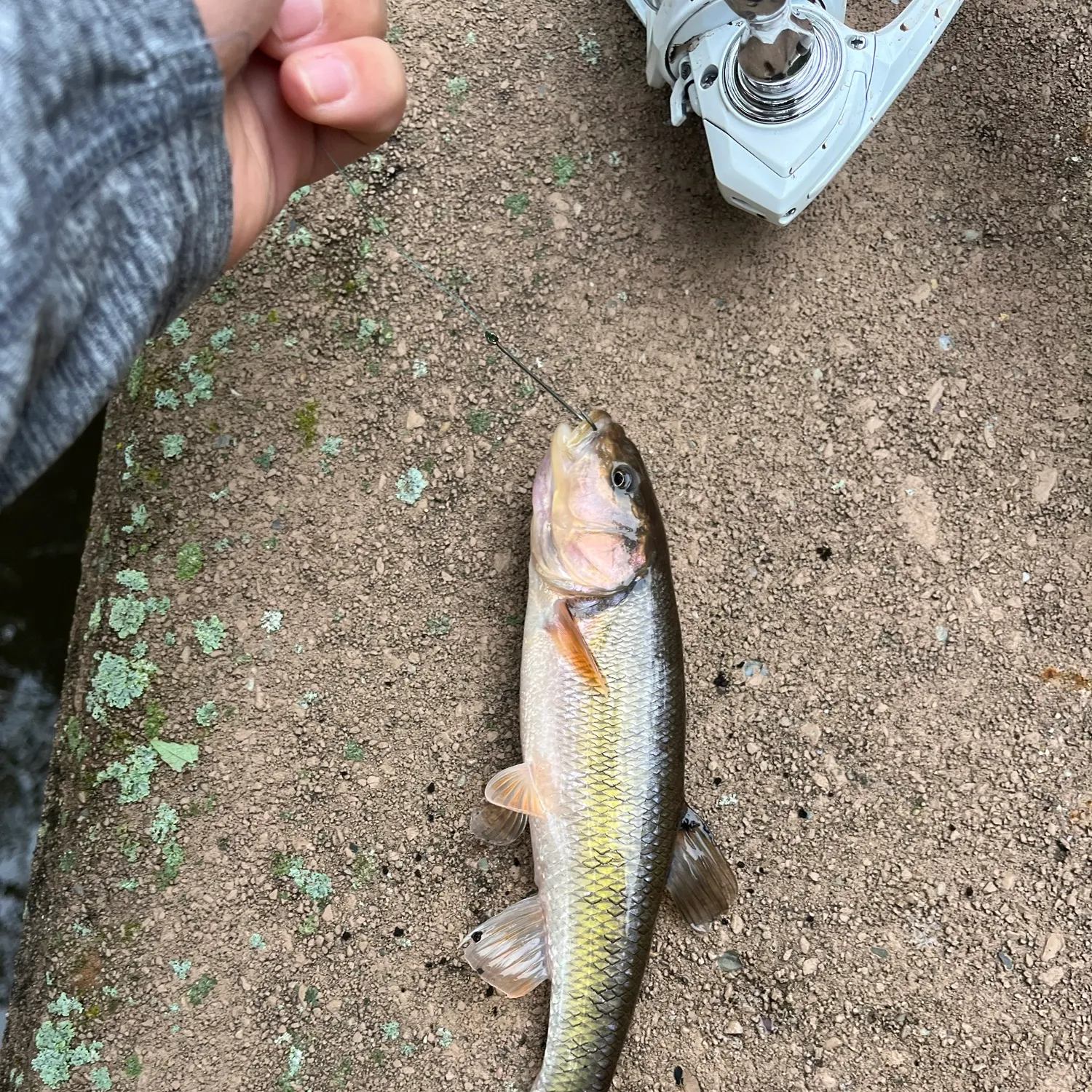 Creek chub caught on Fishbrain