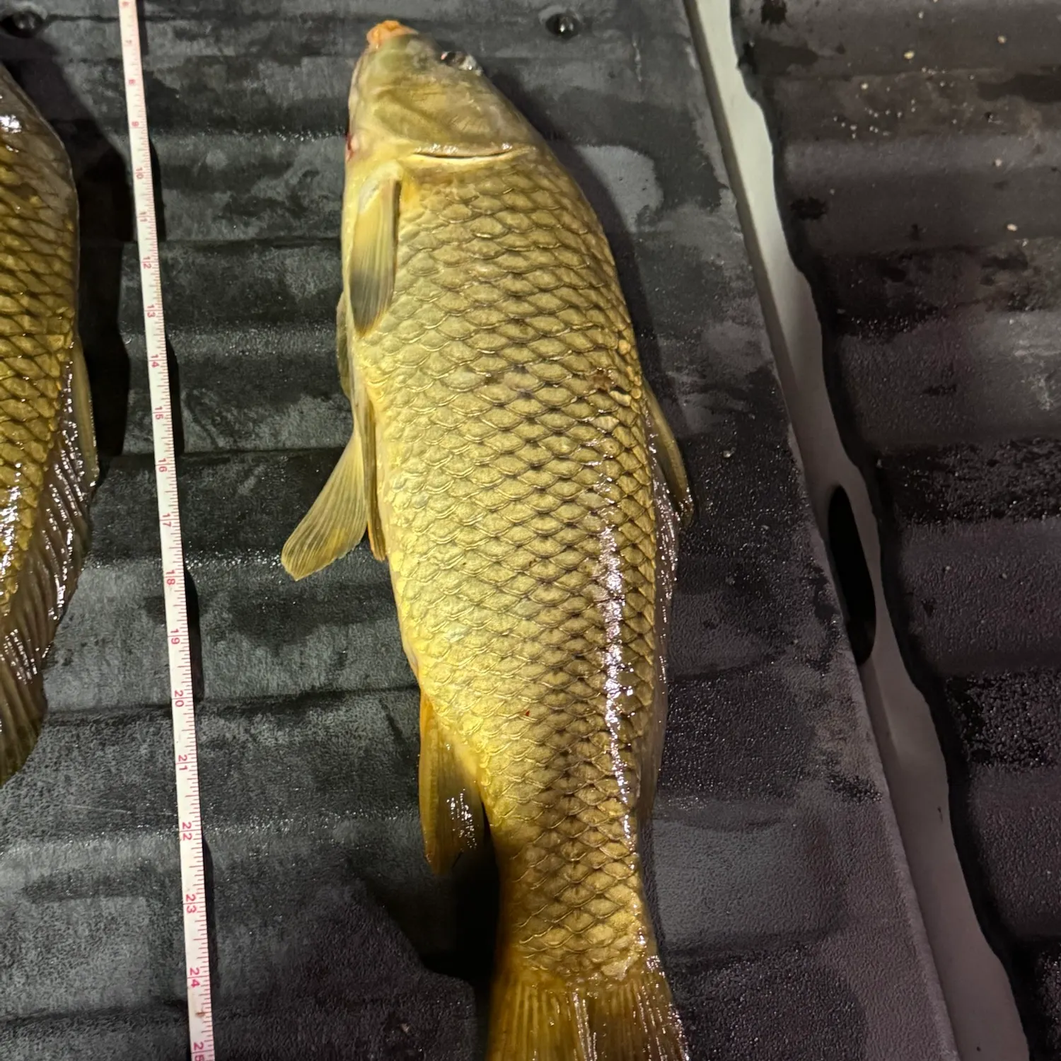 Common carp caught on Fishbrain