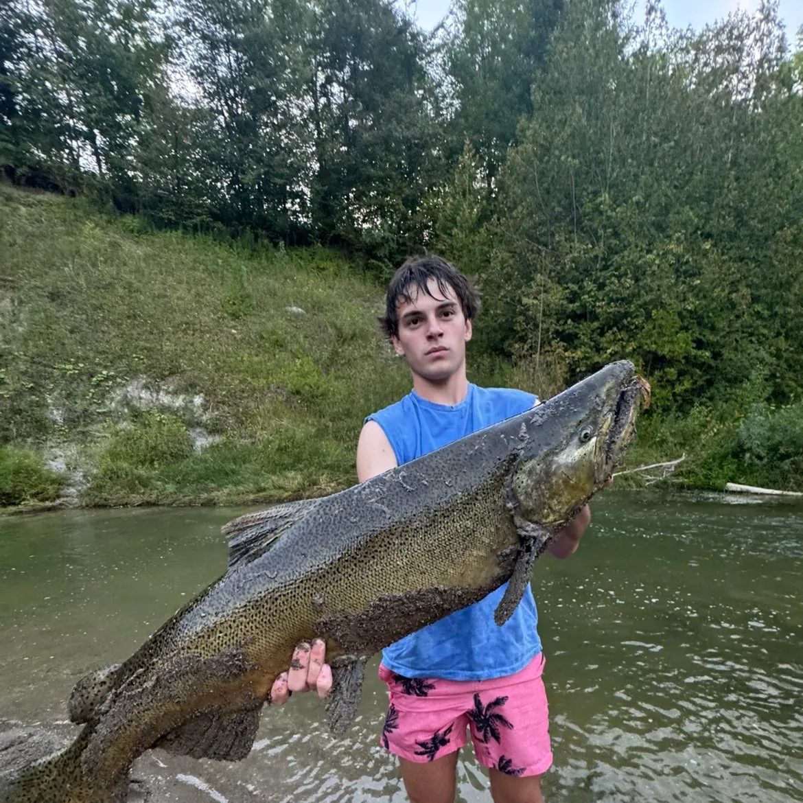Chinook salmon caught on Fishbrain