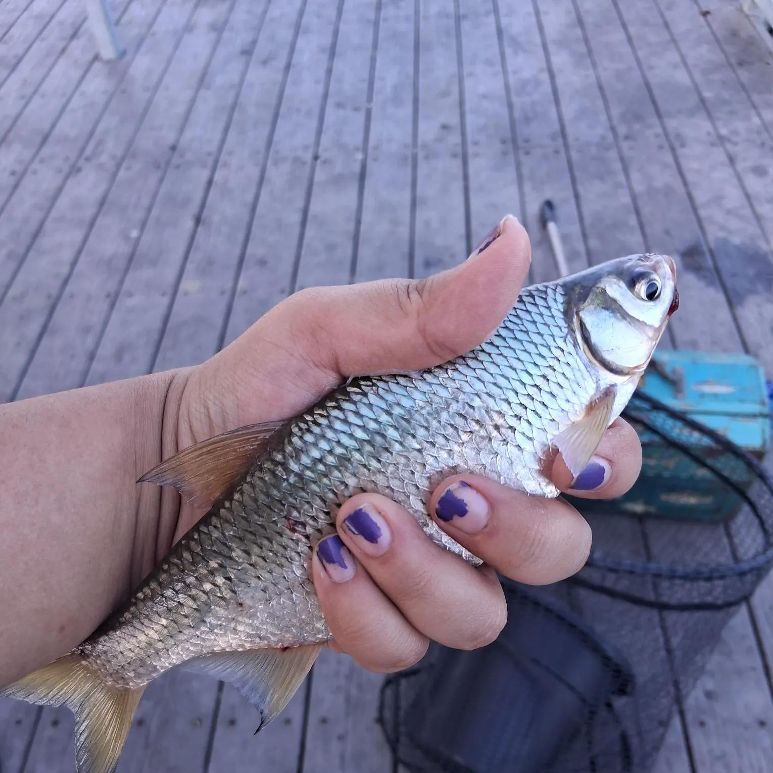 Golden shiner caught on Fishbrain