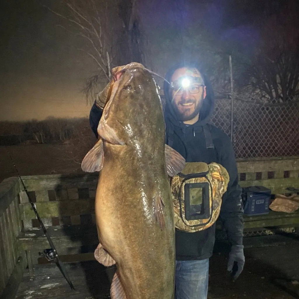 The most recent Wels catfish catches on Fishbrain