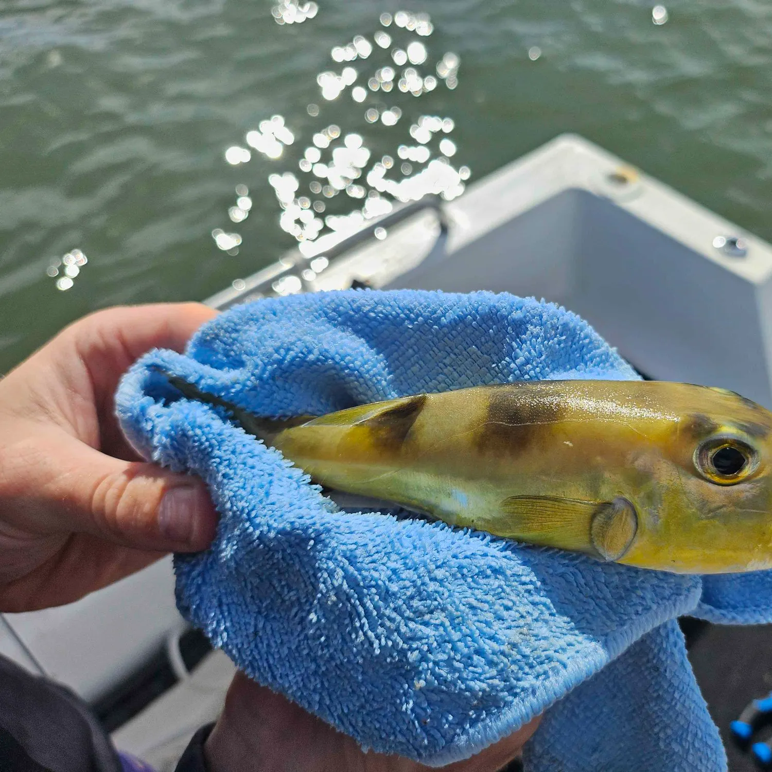 The most recent Common toadfish catches on Fishbrain