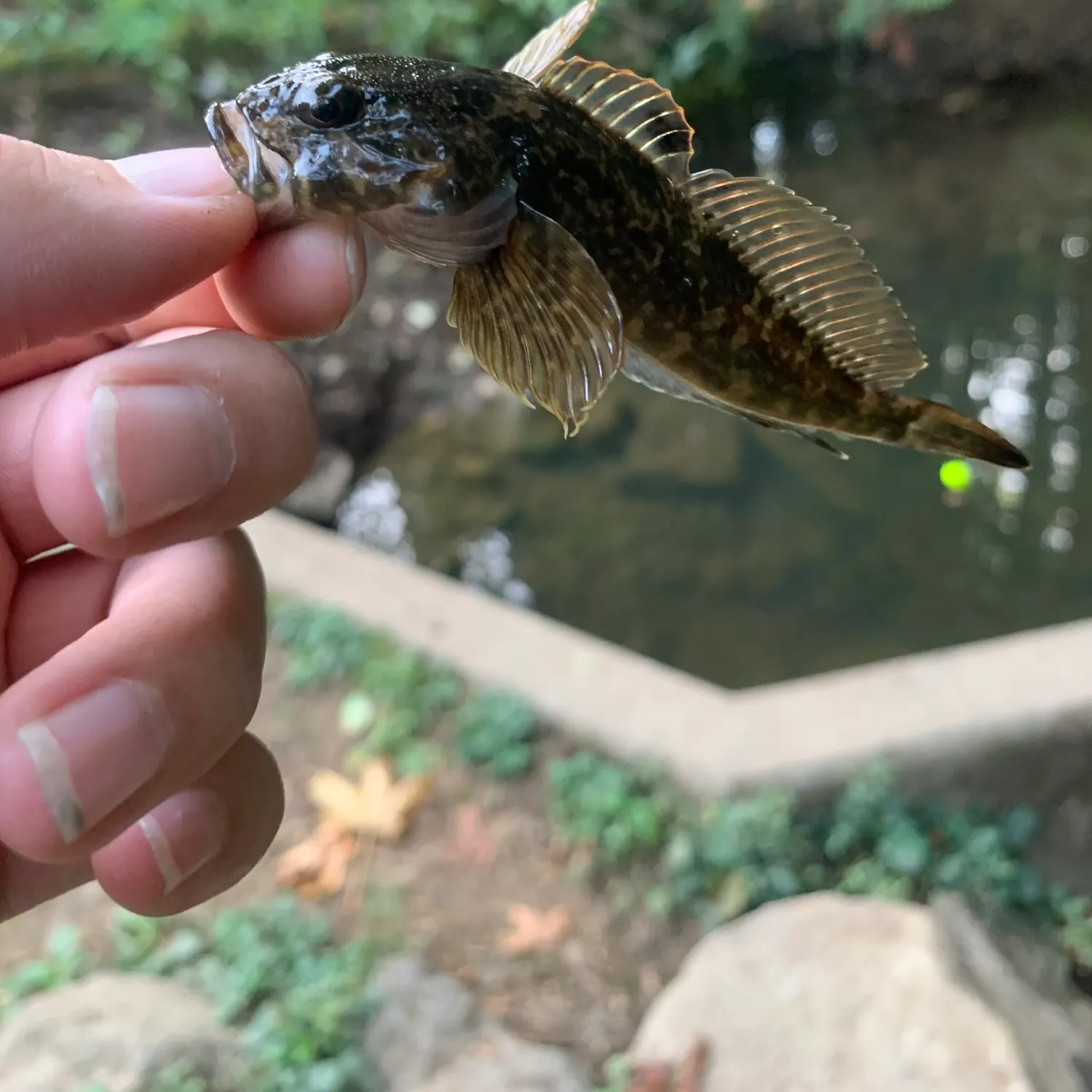 Mottled sculpin caught on Fishbrain