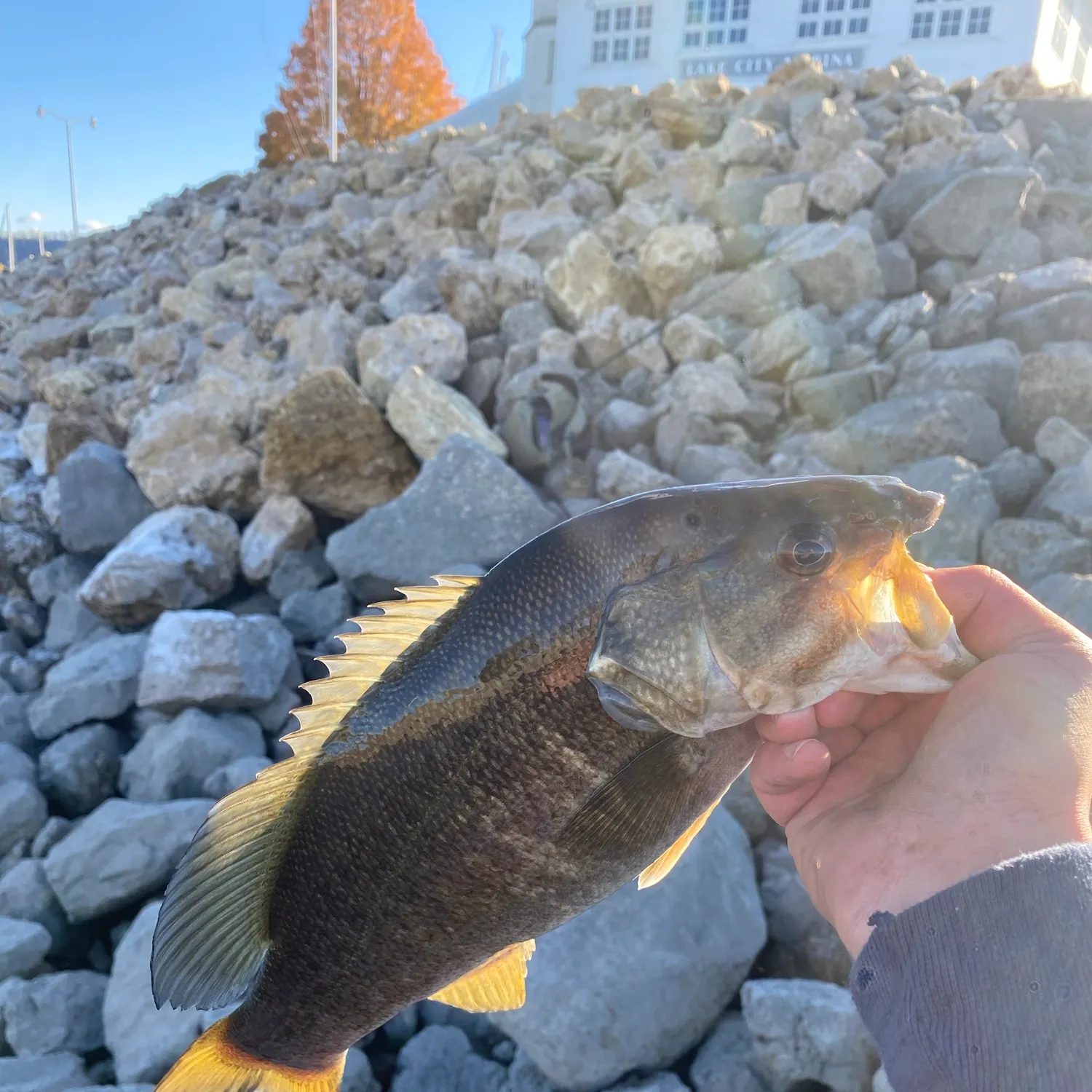 Smallmouth bass caught on Fishbrain