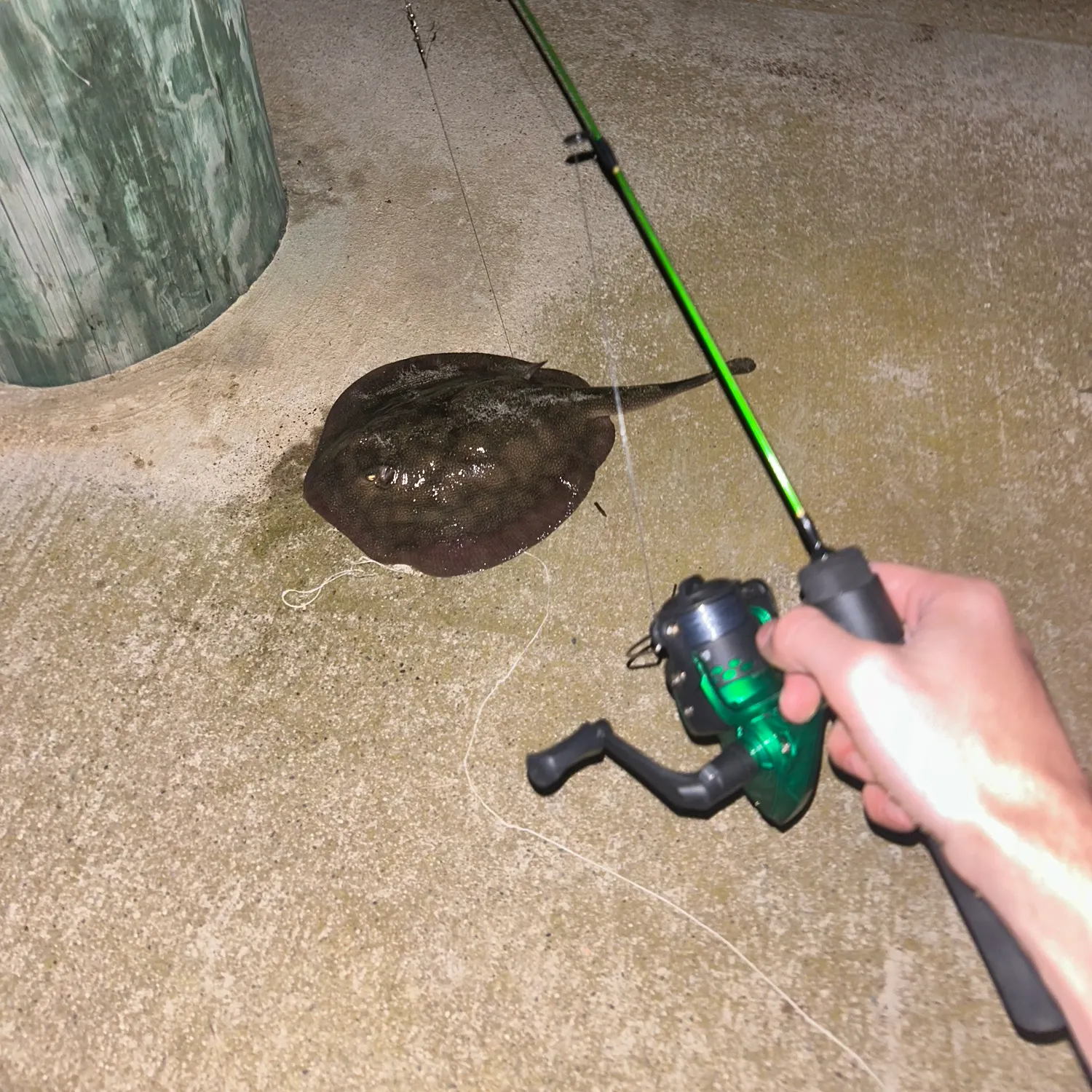 The most recent Haller's round ray catches on Fishbrain