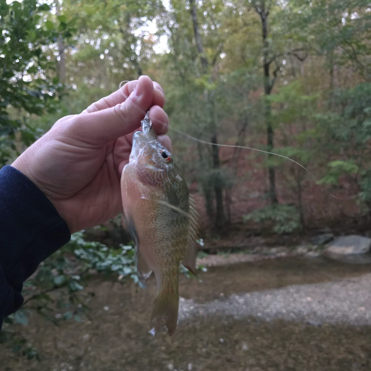 Longear sunfish caught on Fishbrain