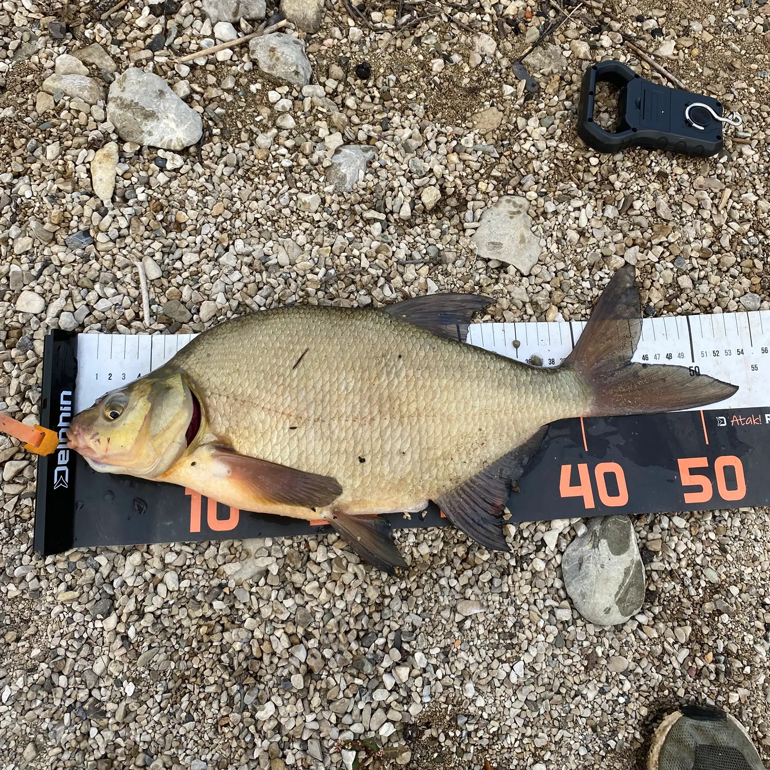 Common bream caught on Fishbrain