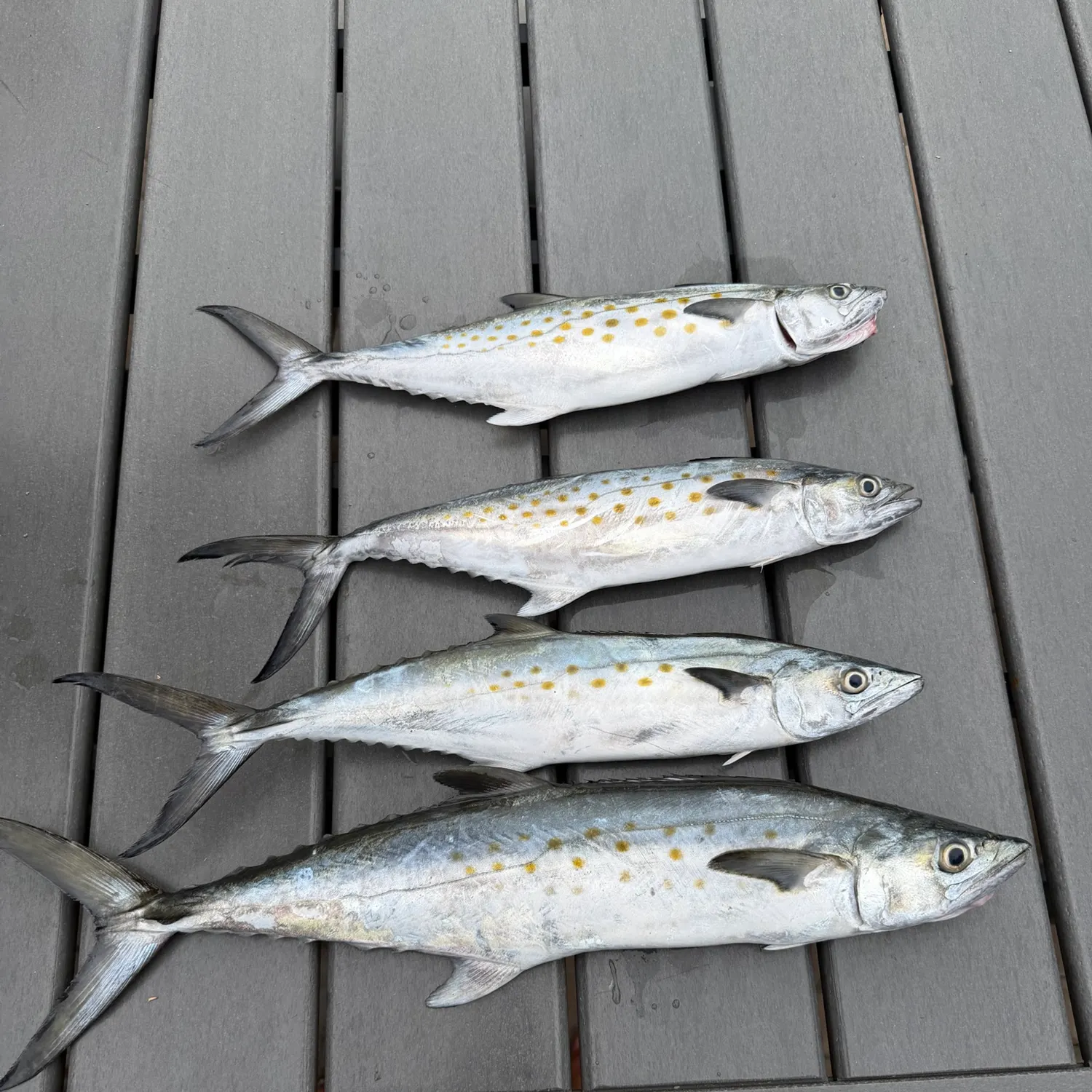 recently logged catches