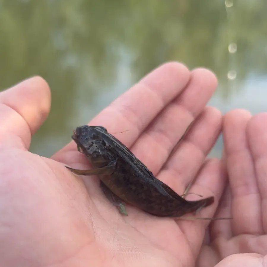 Fish caught on Fishbrain