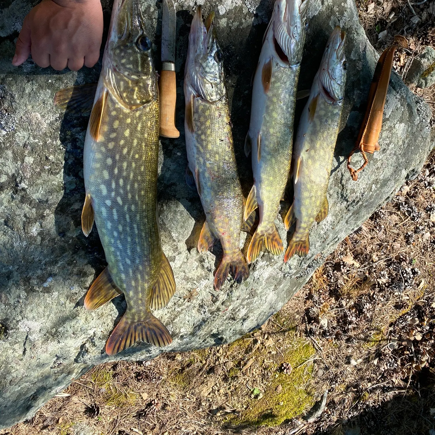 recently logged catches