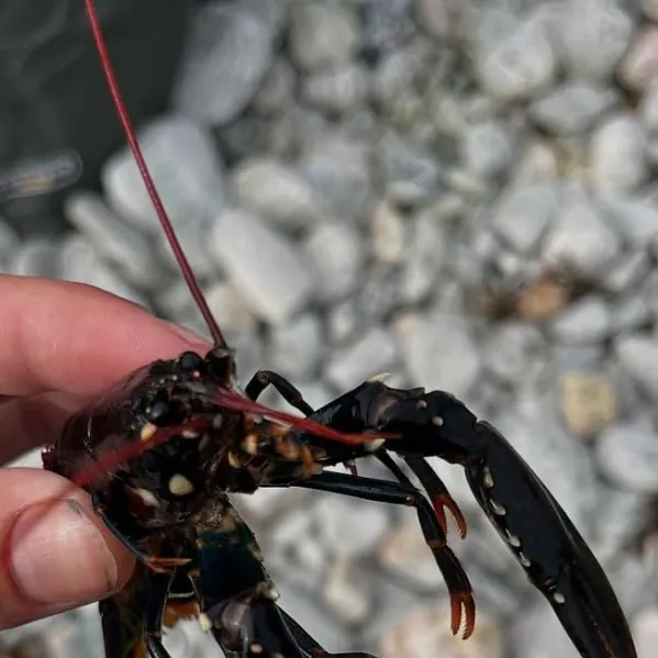 The most recent American lobster catches on Fishbrain